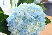 Hydrangea CPR: A Guide to Revival