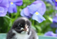 Life Under Her Wings: A Broody Hen’s Hatch