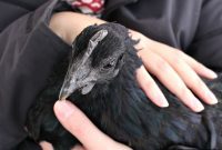 Jet My Sweet Ayam Cemani Hen Gone Too Soon