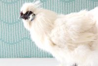 Bathing Chickens Your Essential Guide