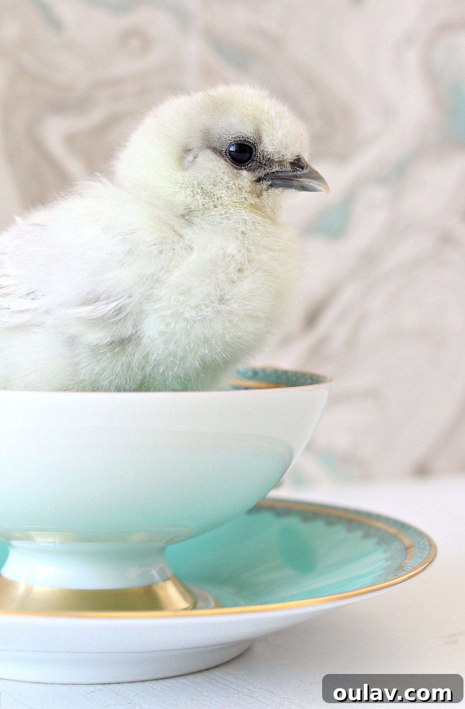 2020's Greatest Hits: Our Top 20 Posts 6 Adorable baby chicks in a brooder