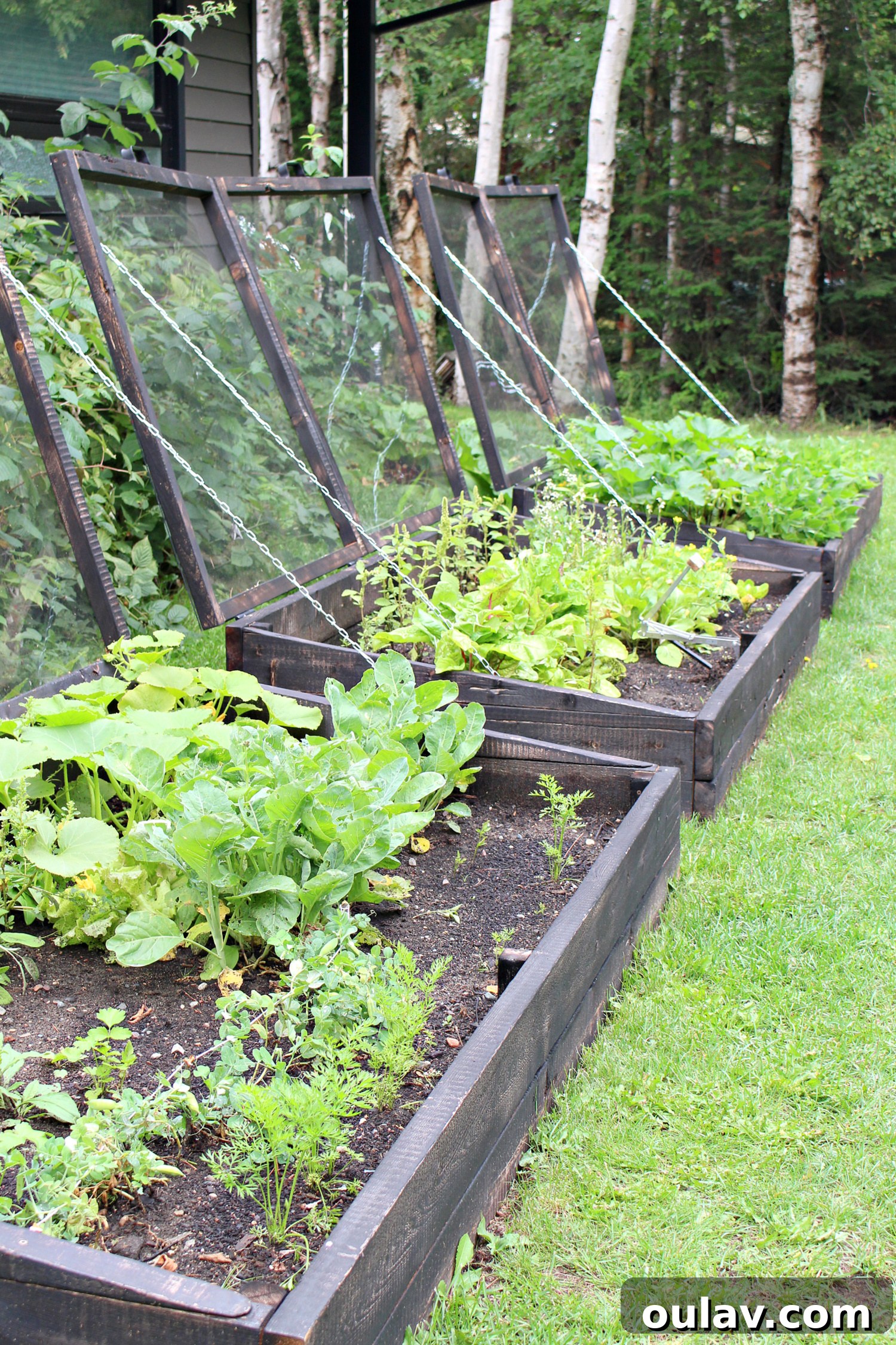 A Year in the Cold Frame Garden 2 Cold Frame Garden Results: Initial Harvests and Early Wins