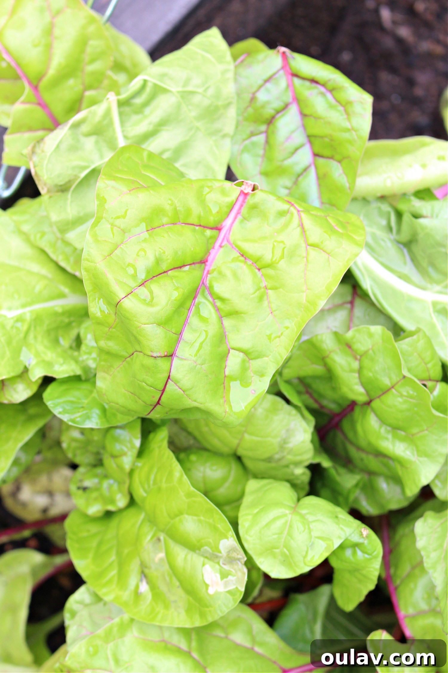 A Year in the Cold Frame Garden 11 Swiss Chard is Easy to Grow: A Pest-Resistant Cold Frame Crop