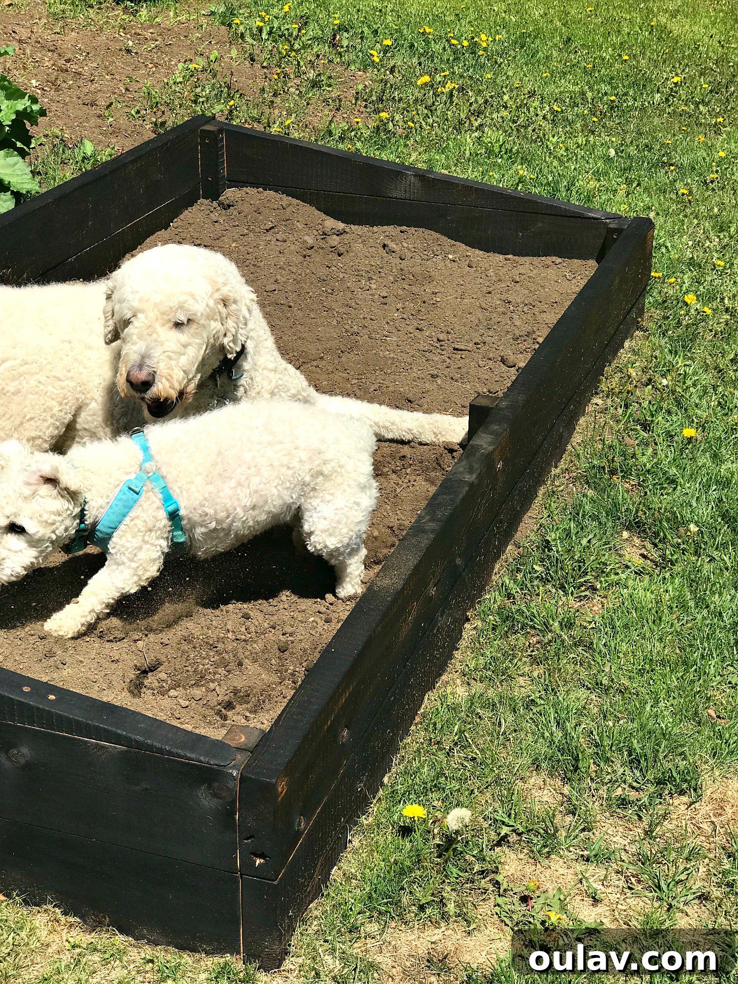 A Year in the Cold Frame Garden 12 Cold Frame Garden Problems: Pet Interference with Seed Sowing