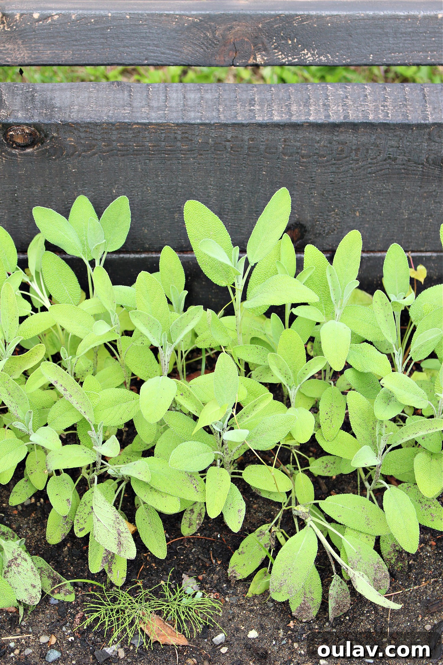 A Year in the Cold Frame Garden 13 How to Use a Cold Frame Garden Bed: Growing Delicious Herbs