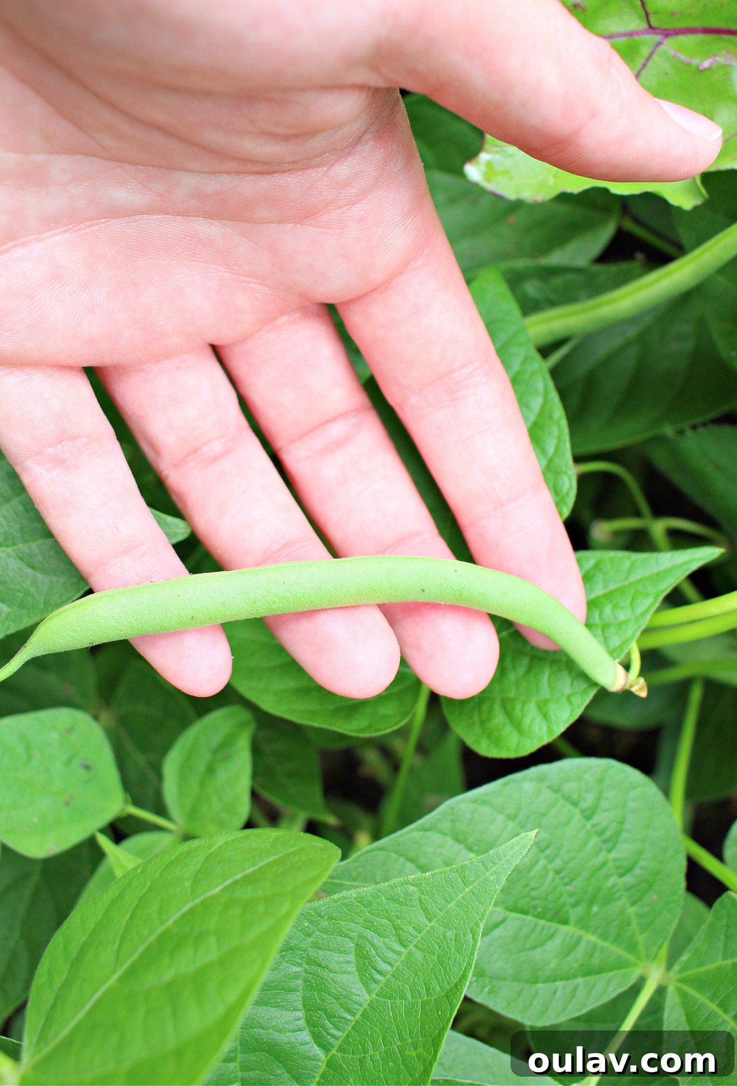 A Year in the Cold Frame Garden 14 Cold Frame Gardening Results: Abundant Bean Harvest
