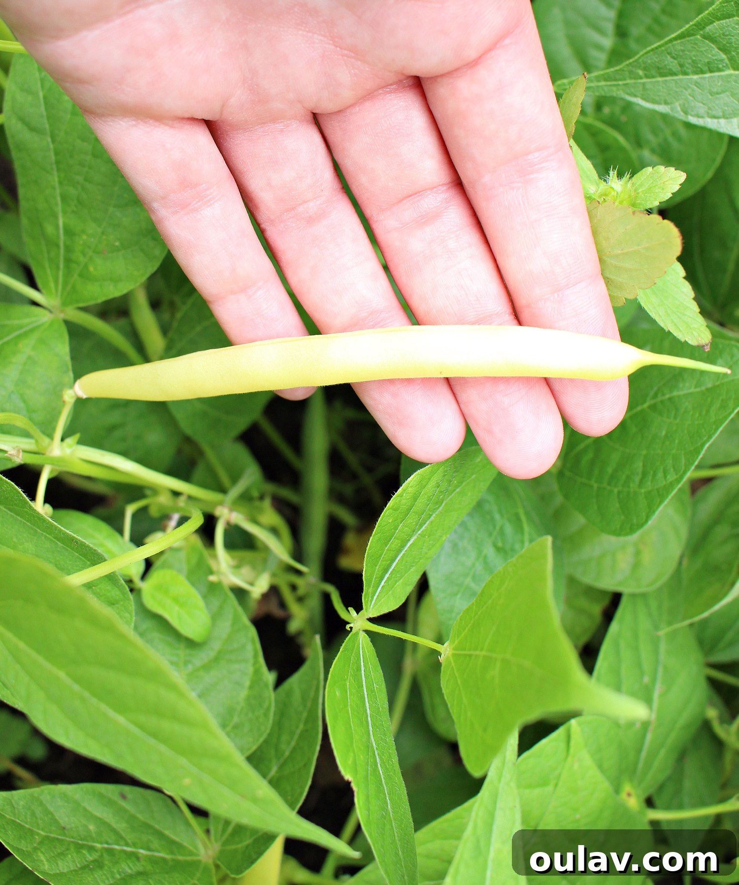 A Year in the Cold Frame Garden 15 What Grew Well in my Cold Frame: Prolific Beans