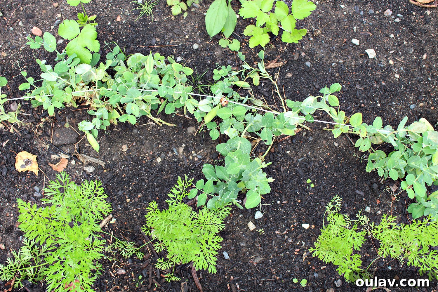 A Year in the Cold Frame Garden 17 Small Garden Bed Update: Limited Carrot Growth