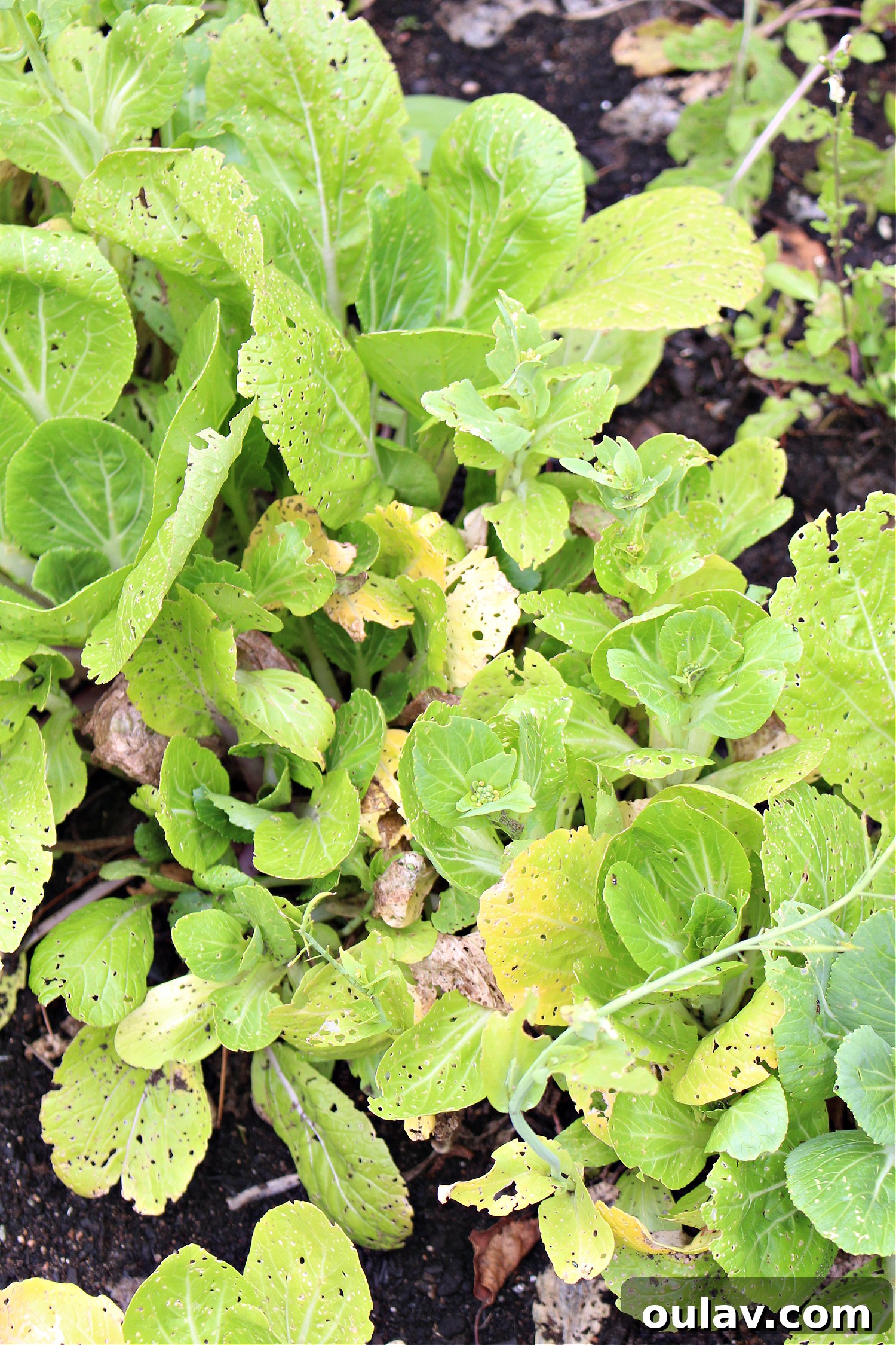 A Year in the Cold Frame Garden 19 Bugs Ate Bok Choy: Understanding Pest Damage in Cold Frames