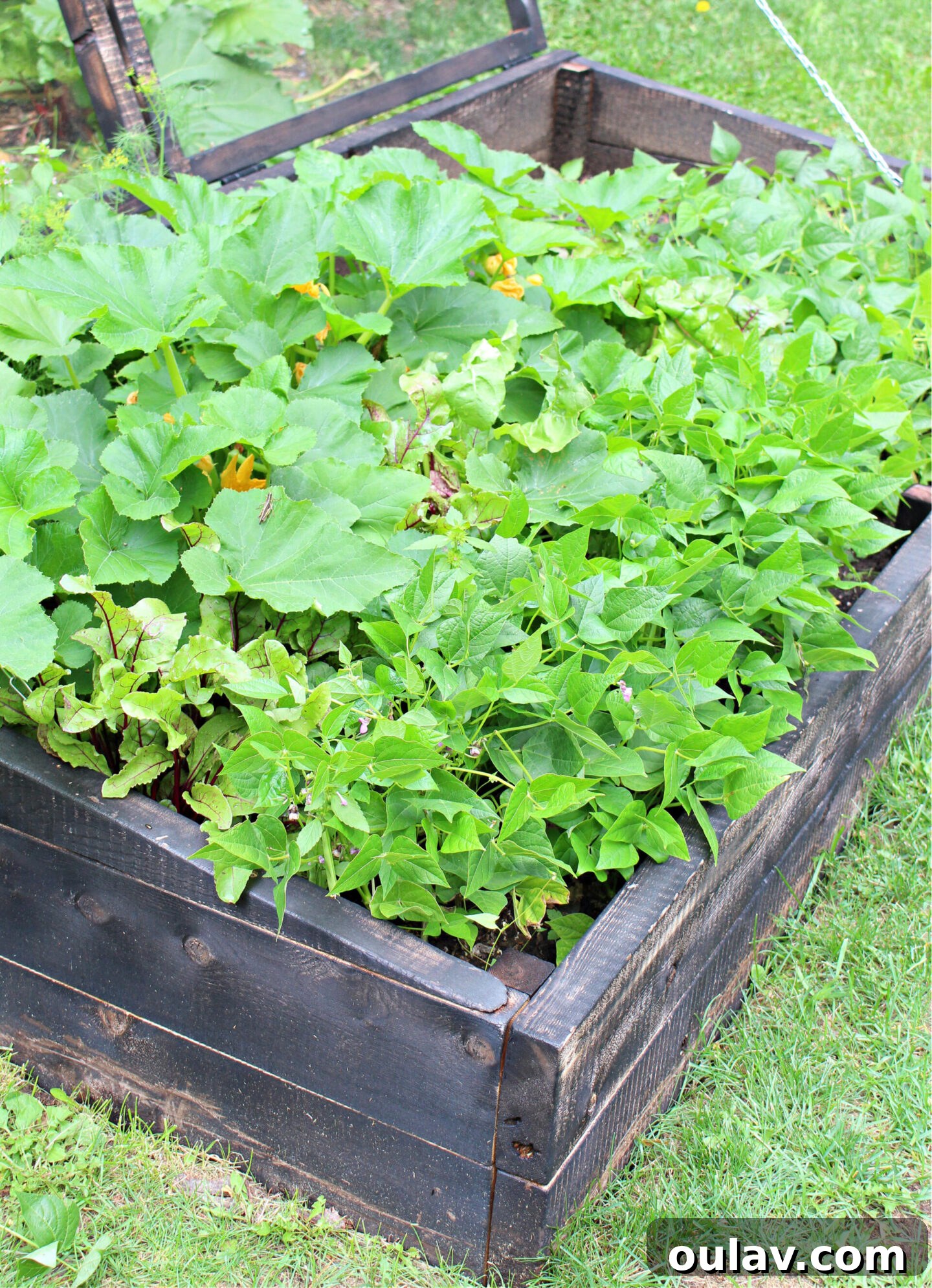 A Year in the Cold Frame Garden 21 Cold Frame Garden Results: Planning for Summer Heat and Plant Growth