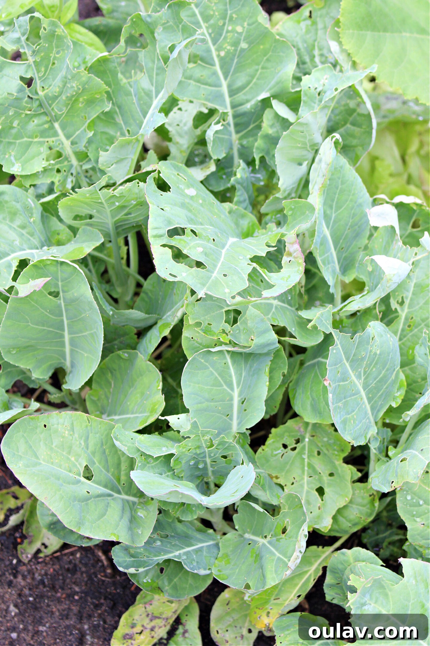 A Year in the Cold Frame Garden 22 Garden Decimated by Bugs: The Importance of Pest Management