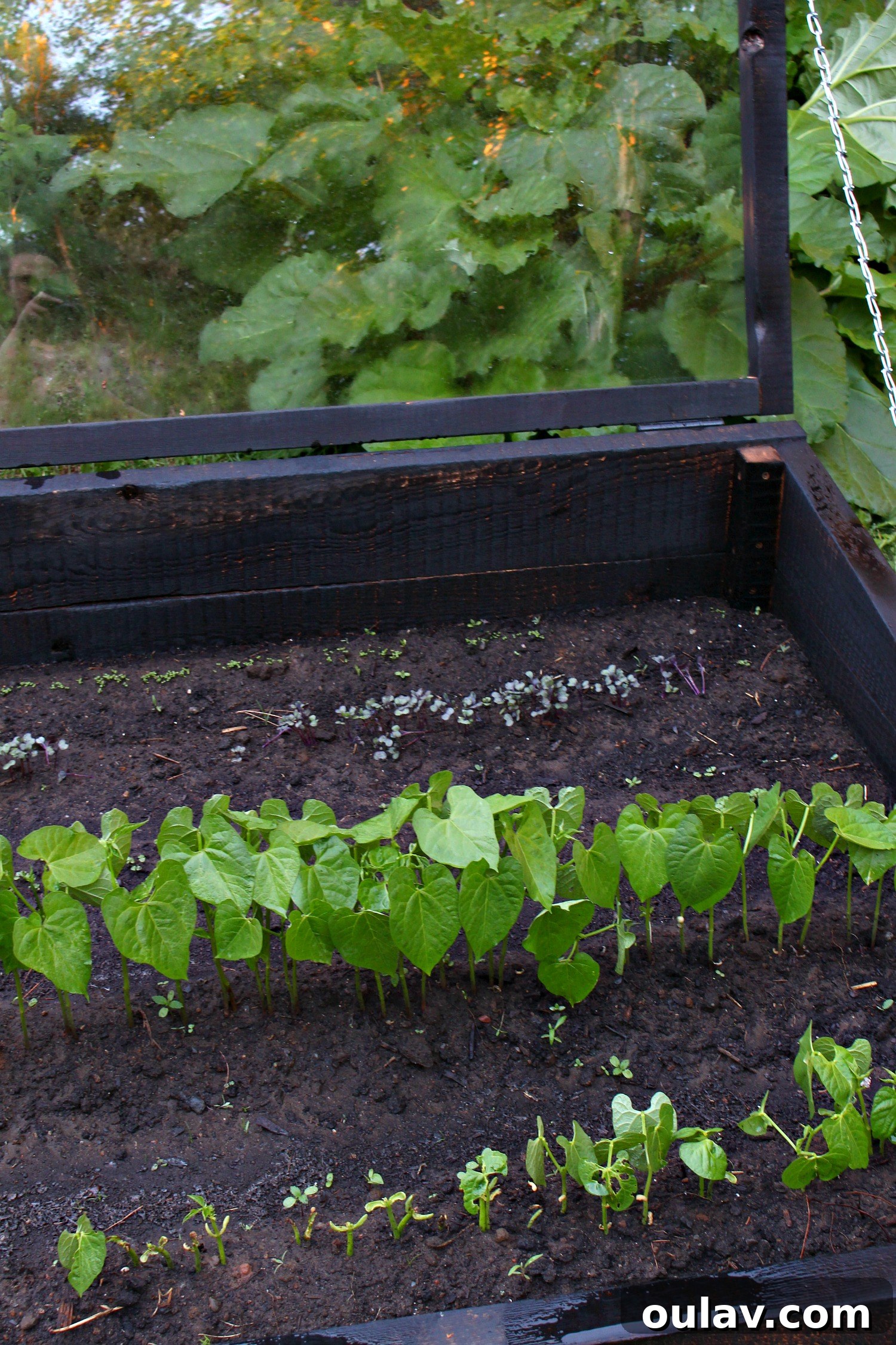 A Year in the Cold Frame Garden 4 Cold Frame Garden Struggles: Early Setbacks and Disappointments