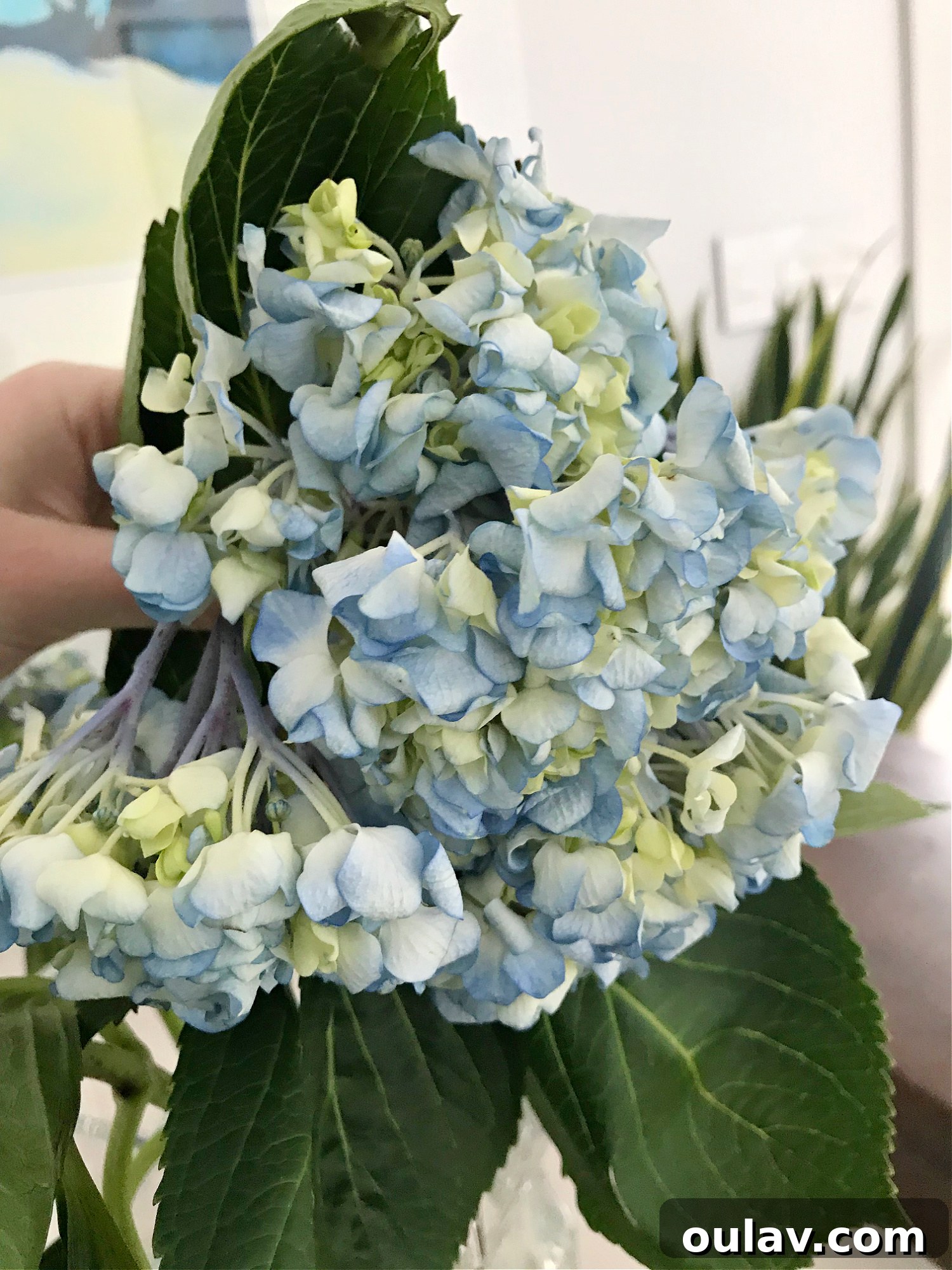 Hydrangea CPR: A Guide to Revival 2 Wilted Hydrangeas Before Revival