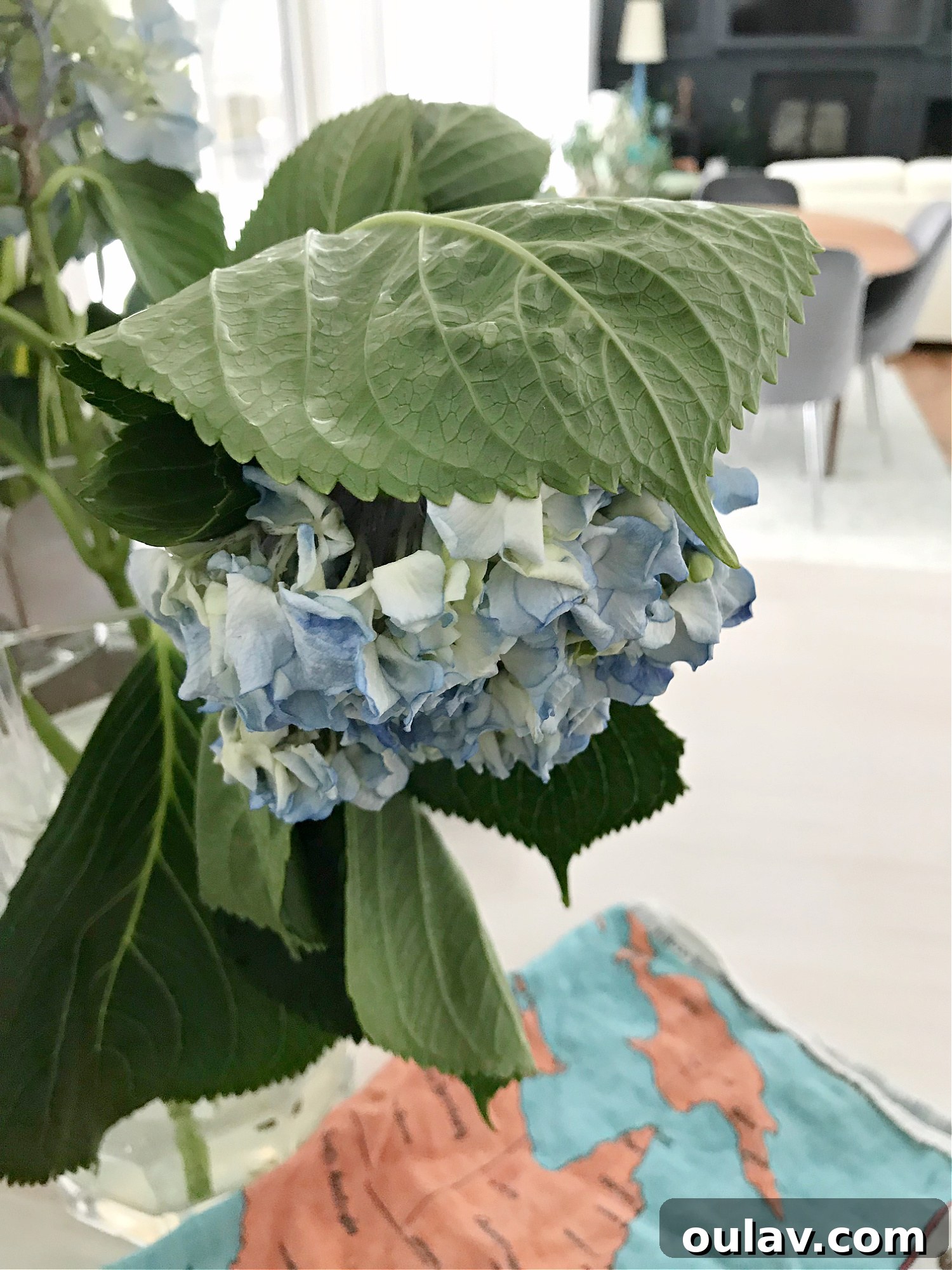 Hydrangea CPR: A Guide to Revival 3 Severely Wilted Hydrangea Blooms