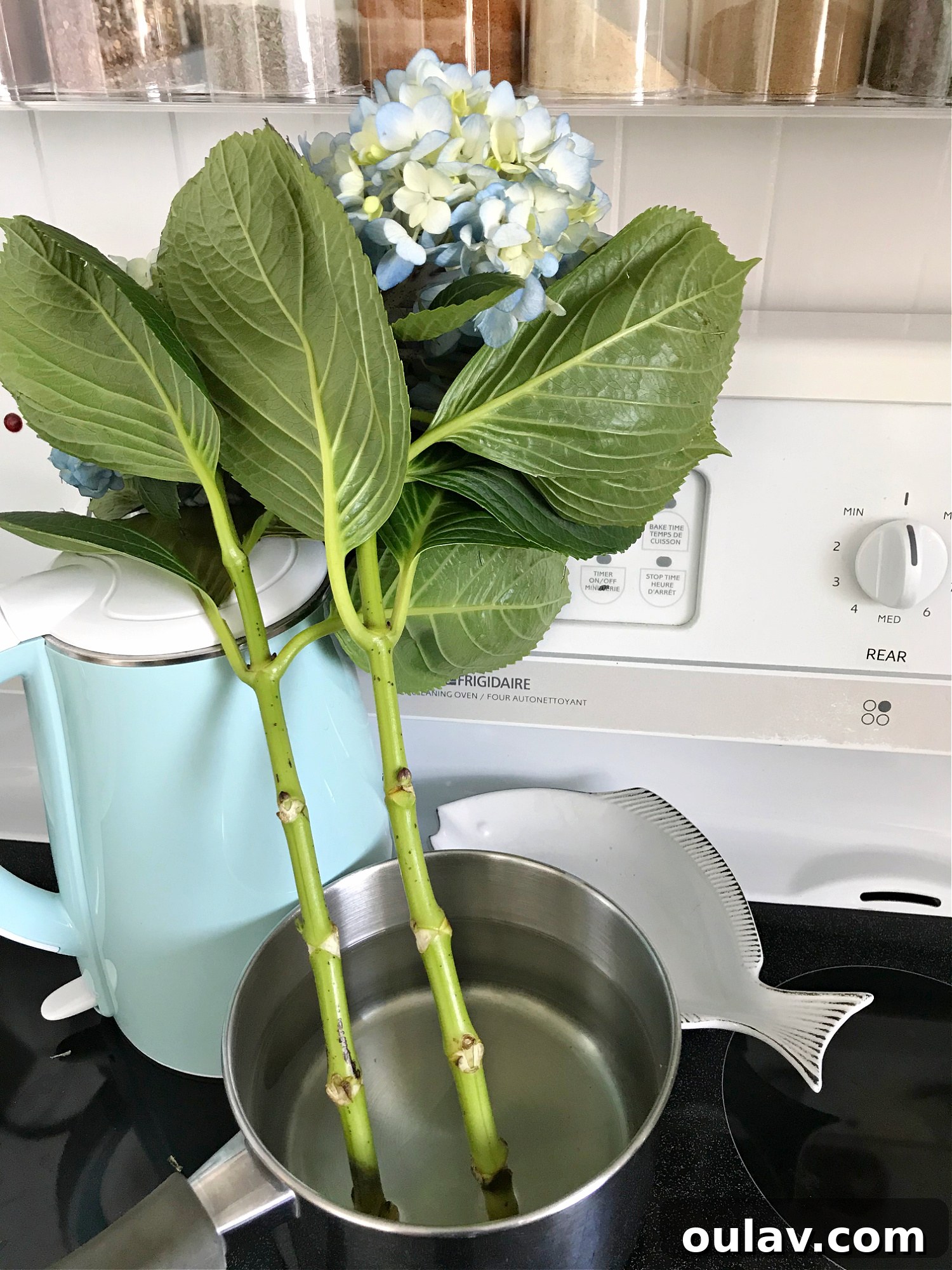 Revived Hydrangea Blooms