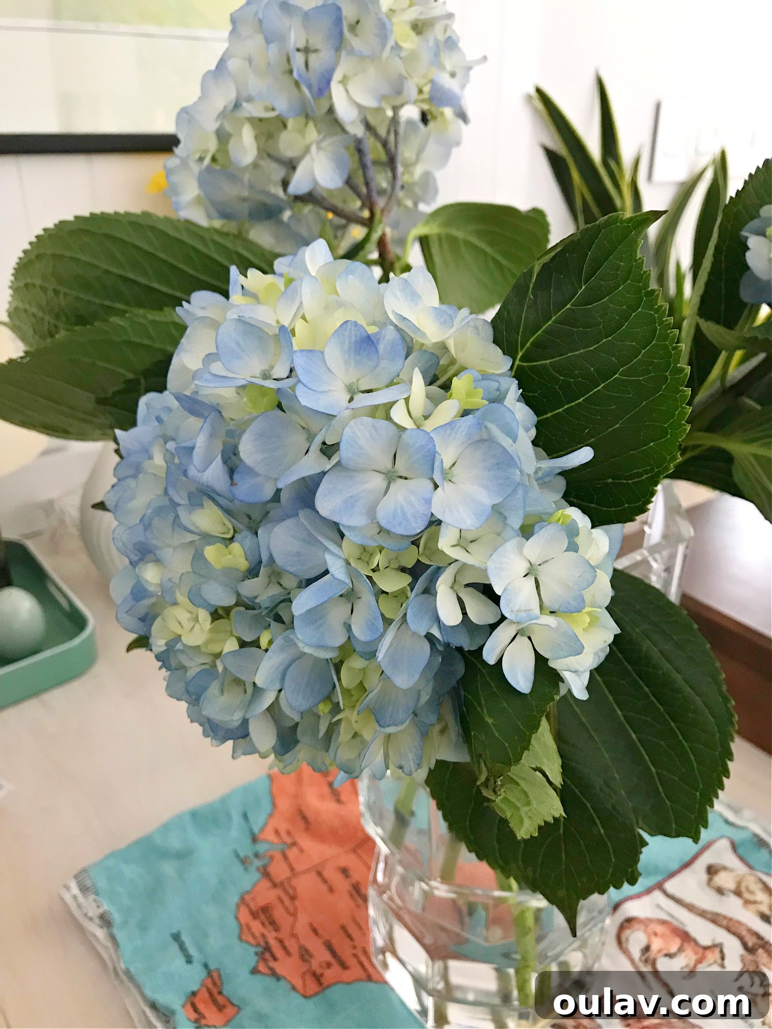 Revived Hydrangeas Looking Fresh