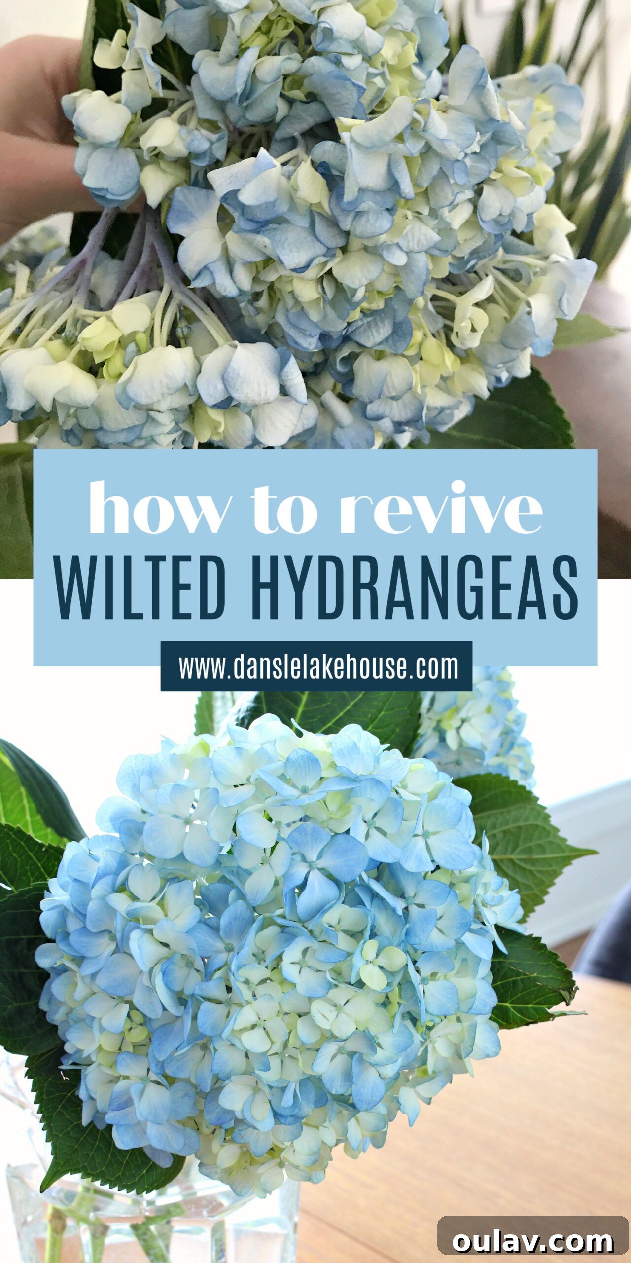 Hydrangea CPR: A Guide to Revival 8 How to Revive Wilted Hydrangeas Pin