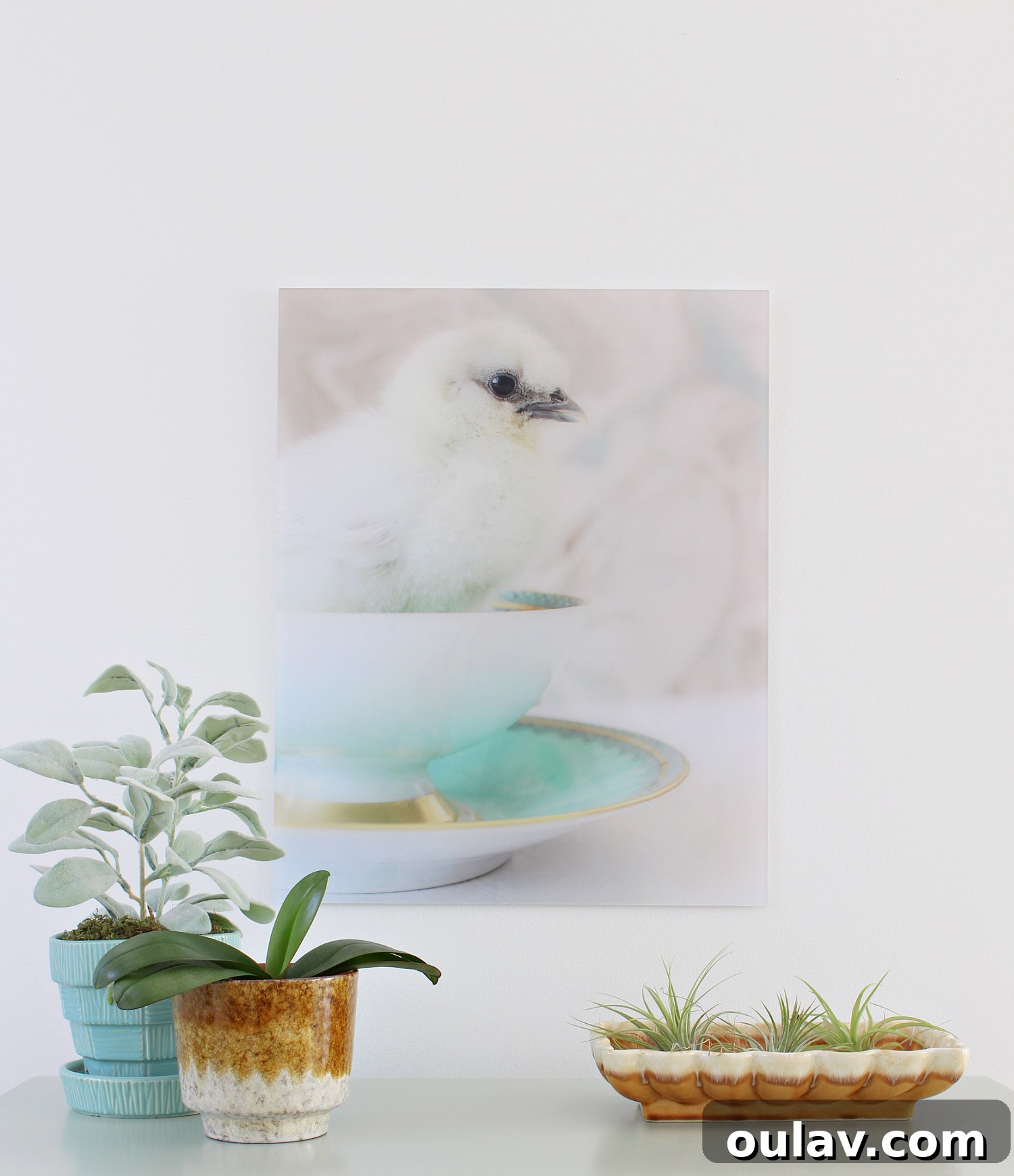 Hatching Artistic Beauty: My Chick Photos, Transformed by BestCanvas 11 Another angle of custom photo prints and gifts, showing variety