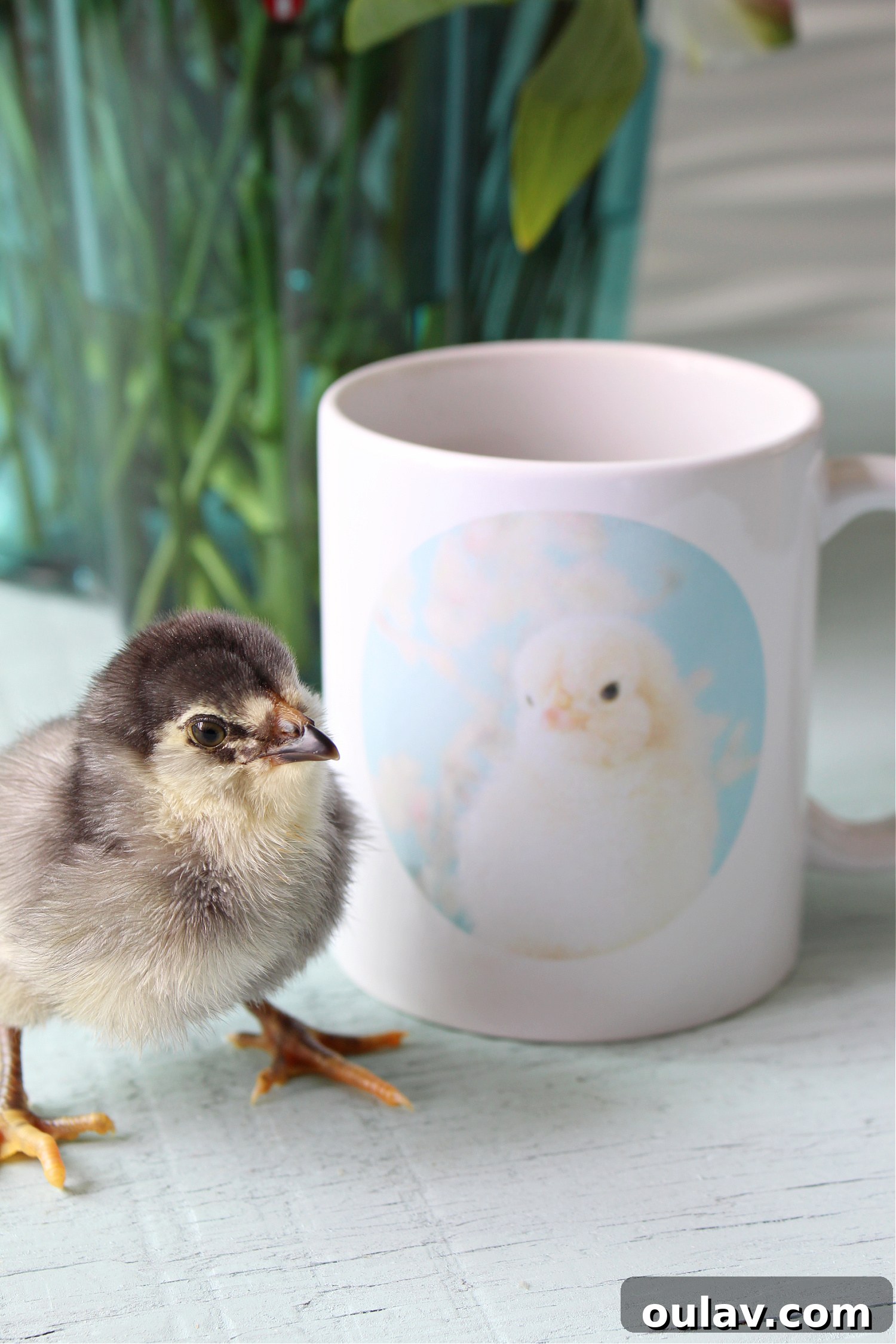Custom photo mug featuring an adorable baby chick