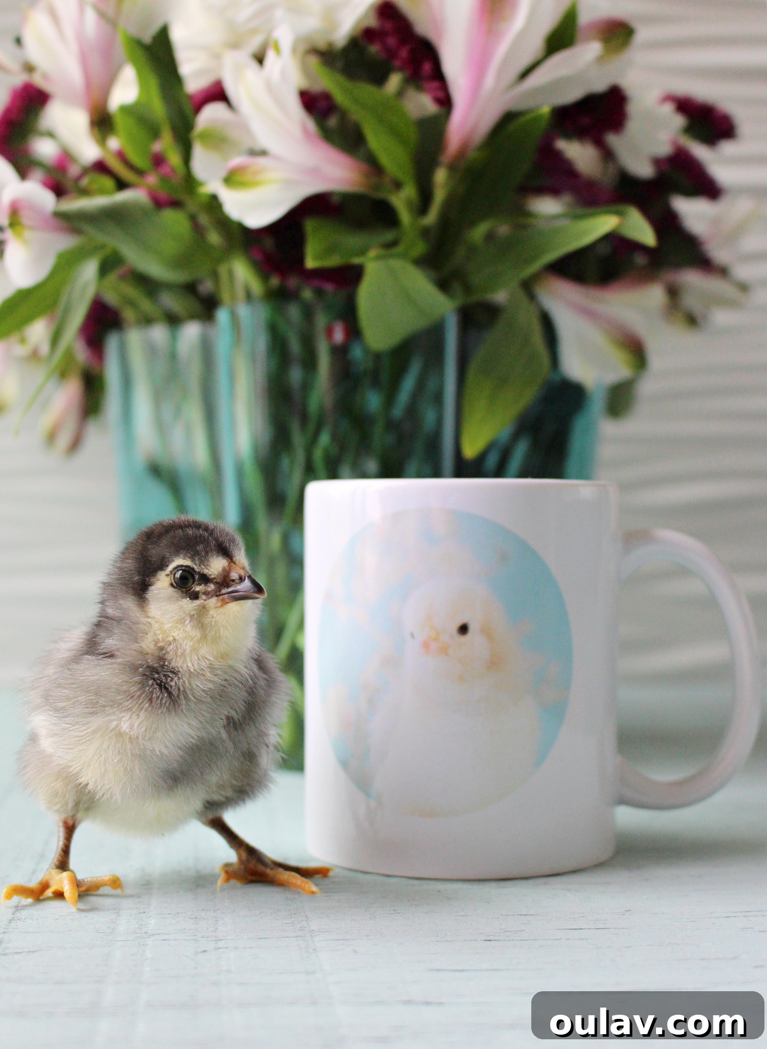 Custom printed chick mug being used as a prop with a real chick