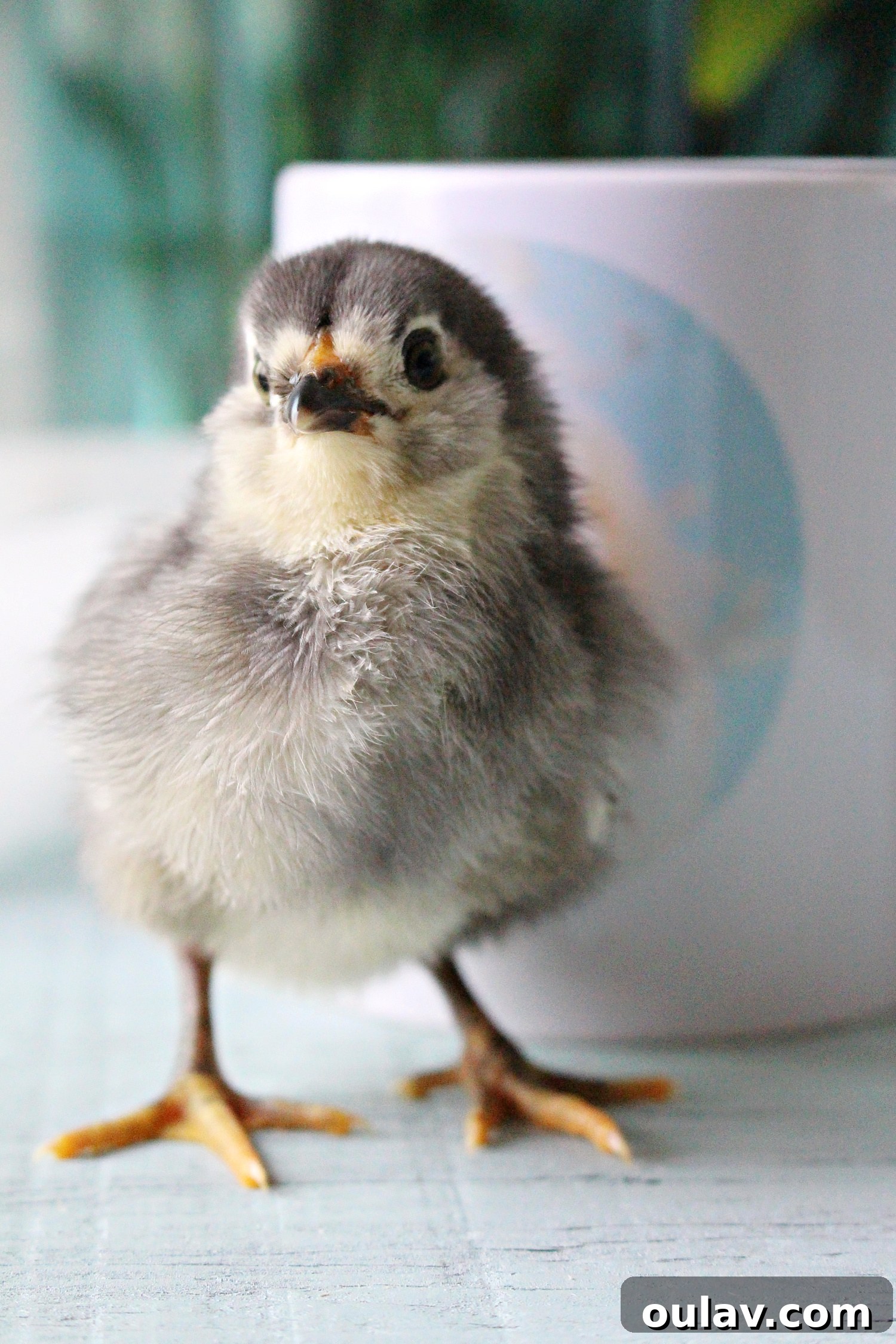 Baby Maran chick posing next to the custom chick mug