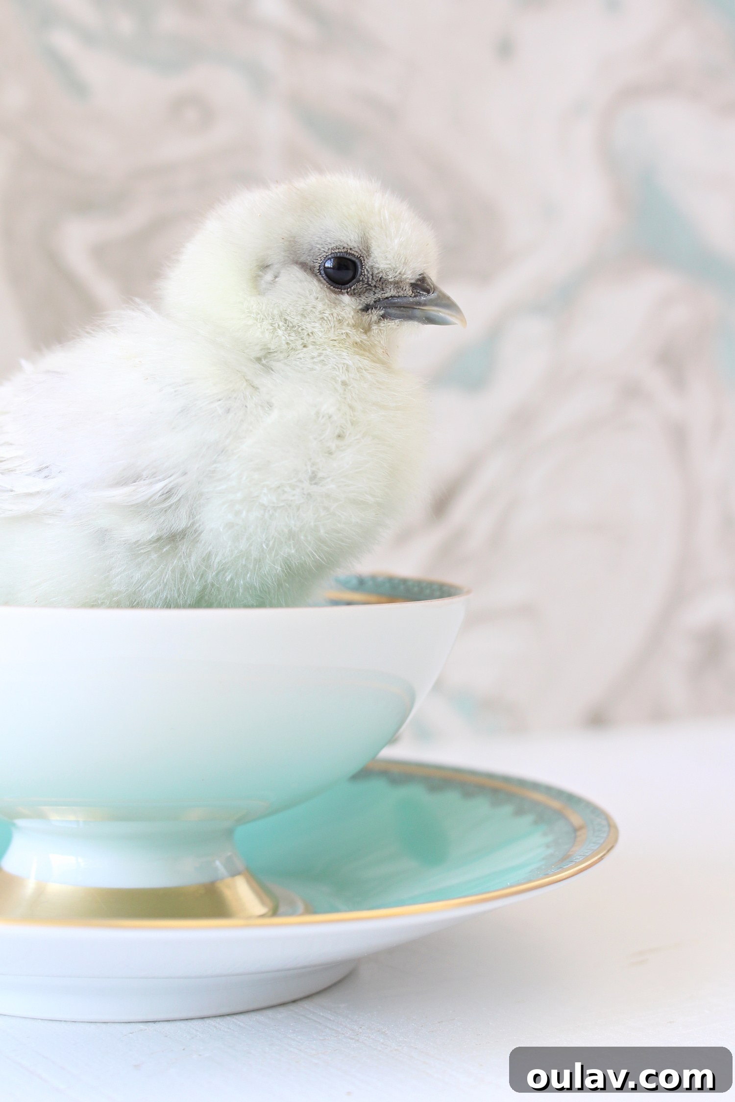 Hatching Artistic Beauty: My Chick Photos, Transformed by BestCanvas 3 The original photo of the Silkie chick chosen for the acrylic print