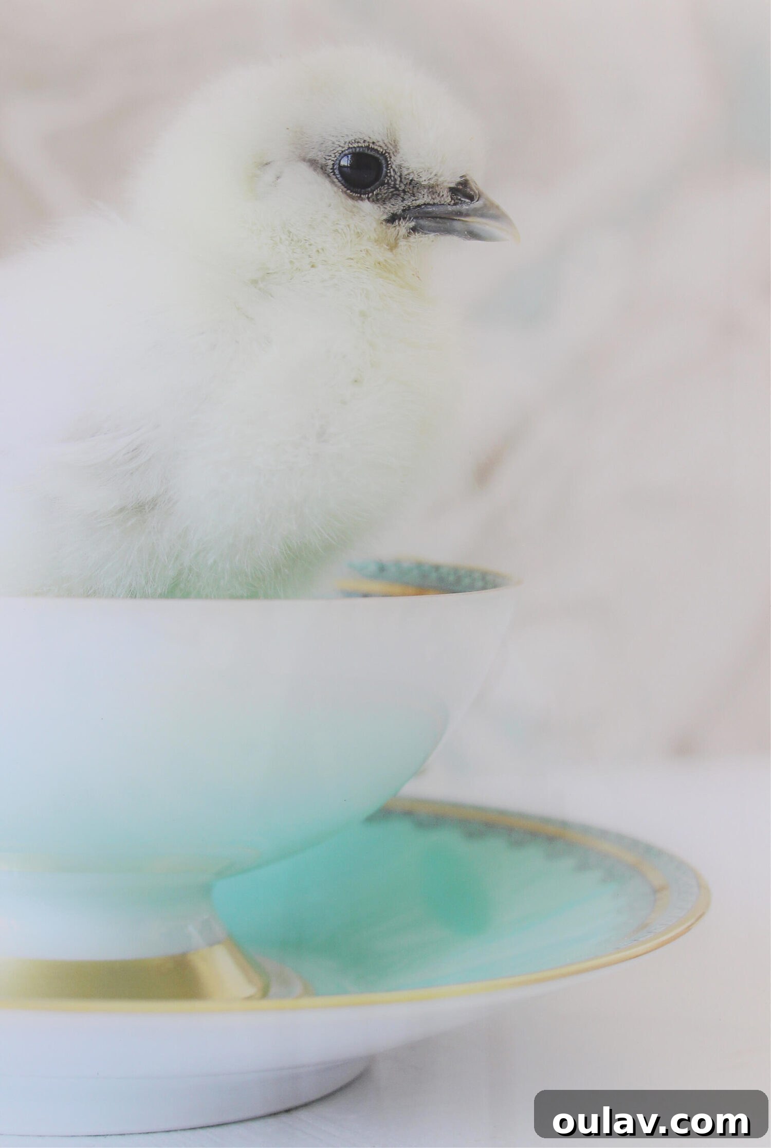 Hatching Artistic Beauty: My Chick Photos, Transformed by BestCanvas 4 Close-up of the acrylic print showing the detail and luminous quality