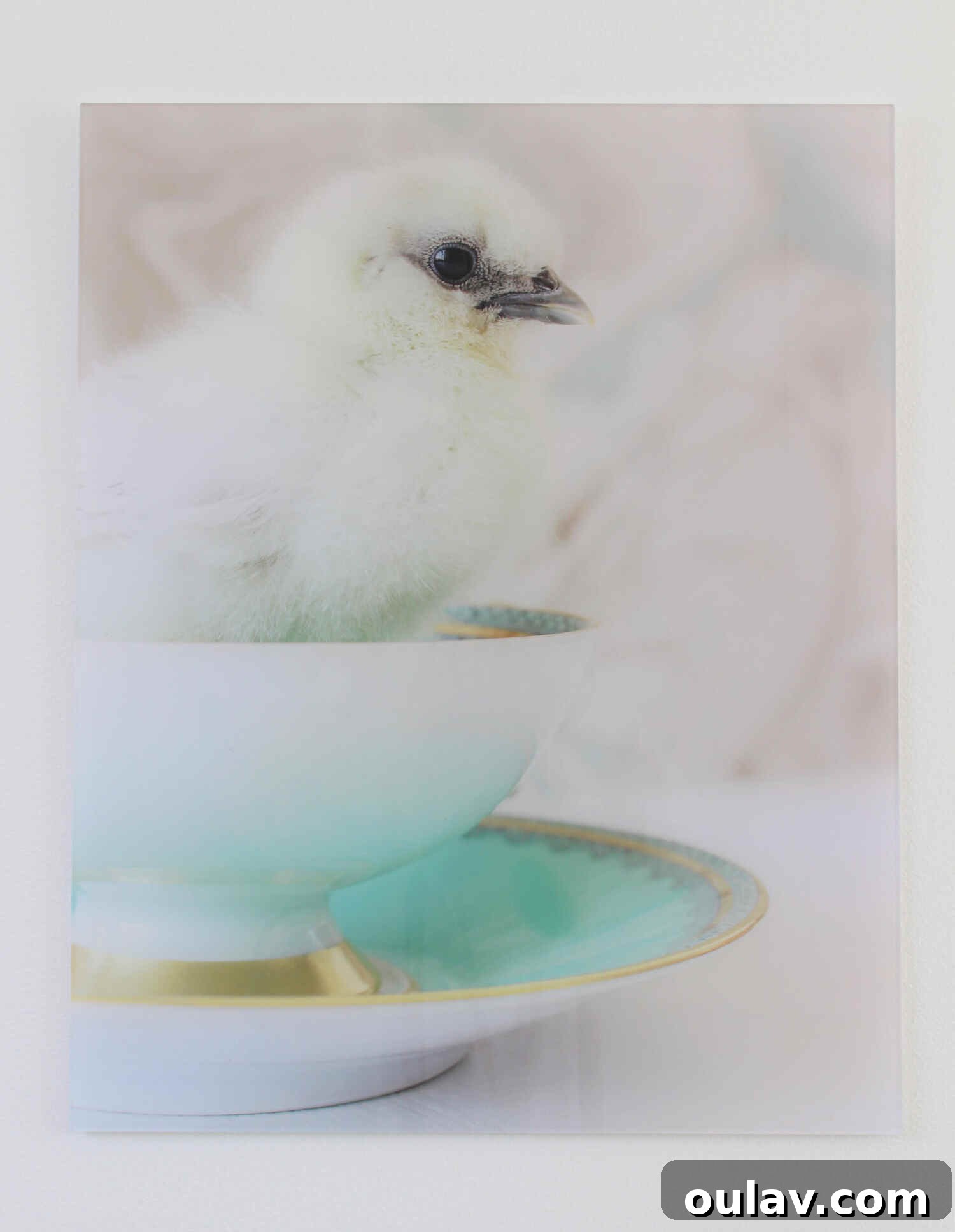 Hatching Artistic Beauty: My Chick Photos, Transformed by BestCanvas 5 Another close-up of the Silkie chick acrylic print, highlighting softness