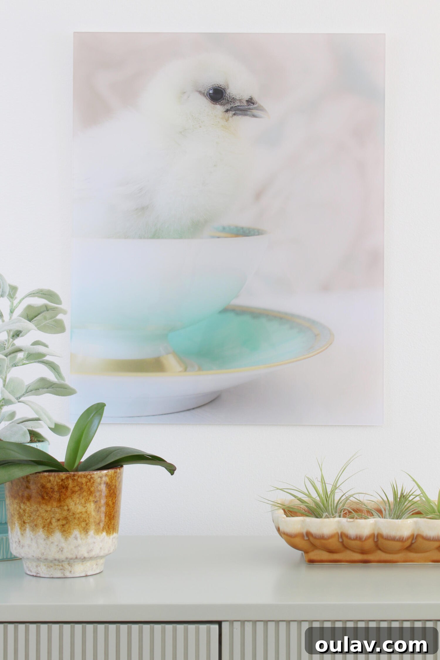 Hatching Artistic Beauty: My Chick Photos, Transformed by BestCanvas 6 Full view of the acrylic print of the Silkie chick on display