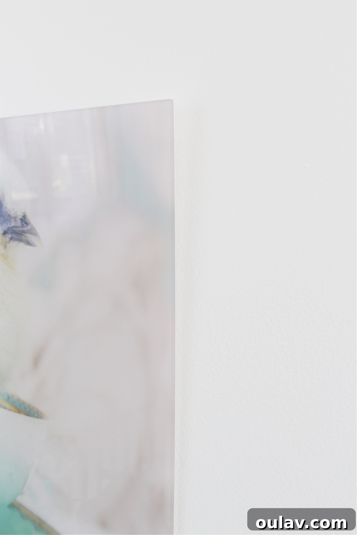 Hatching Artistic Beauty: My Chick Photos, Transformed by BestCanvas 9 Acrylic print mounted on the wall, showing its flush appearance
