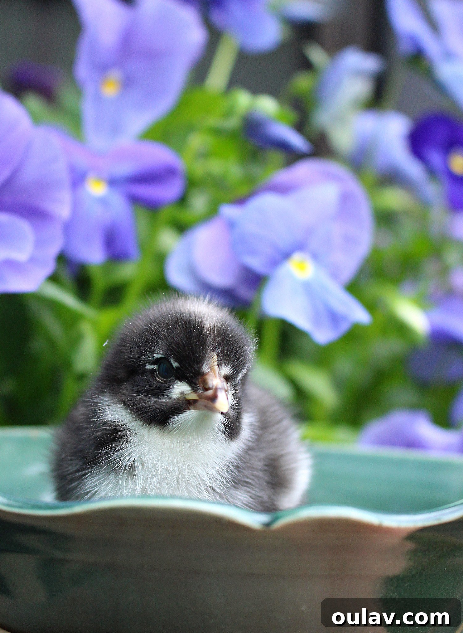 Life Under Her Wings: A Broody Hen's Hatch 2 Hatching Eggs with My Broody Hen