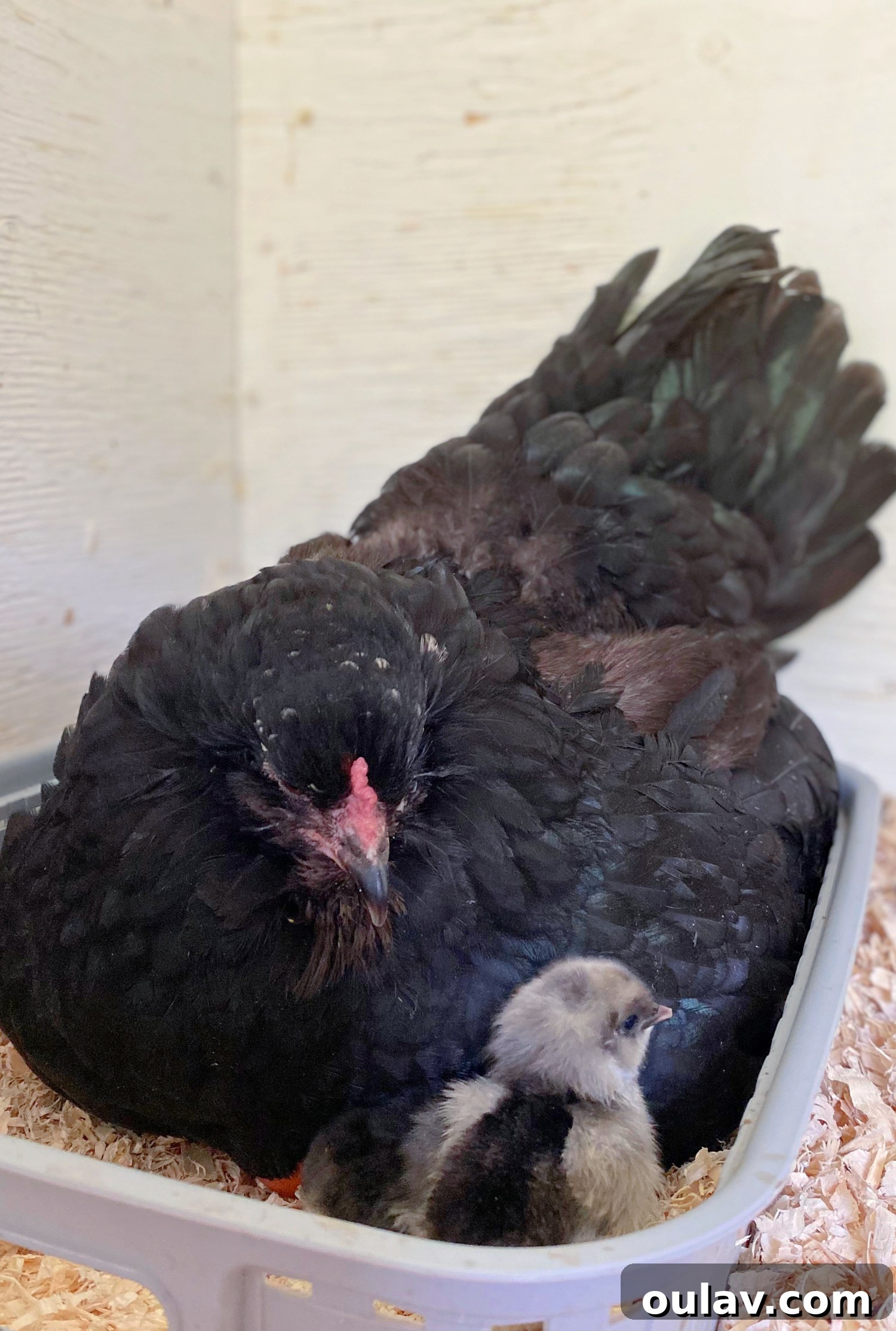 Life Under Her Wings: A Broody Hen's Hatch 11 Broody Hen and Chick
