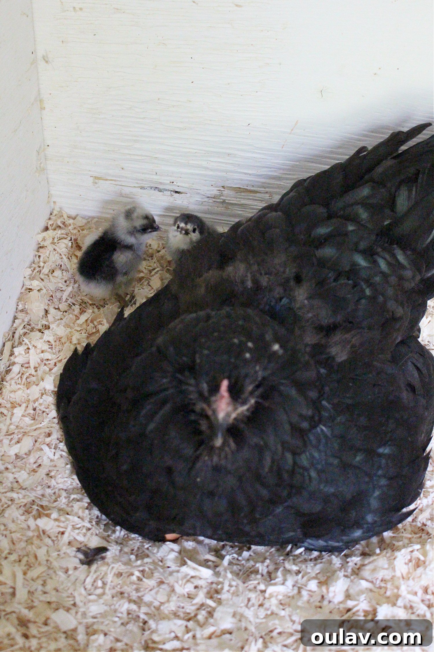 Life Under Her Wings: A Broody Hen's Hatch 12 Baby Chicks