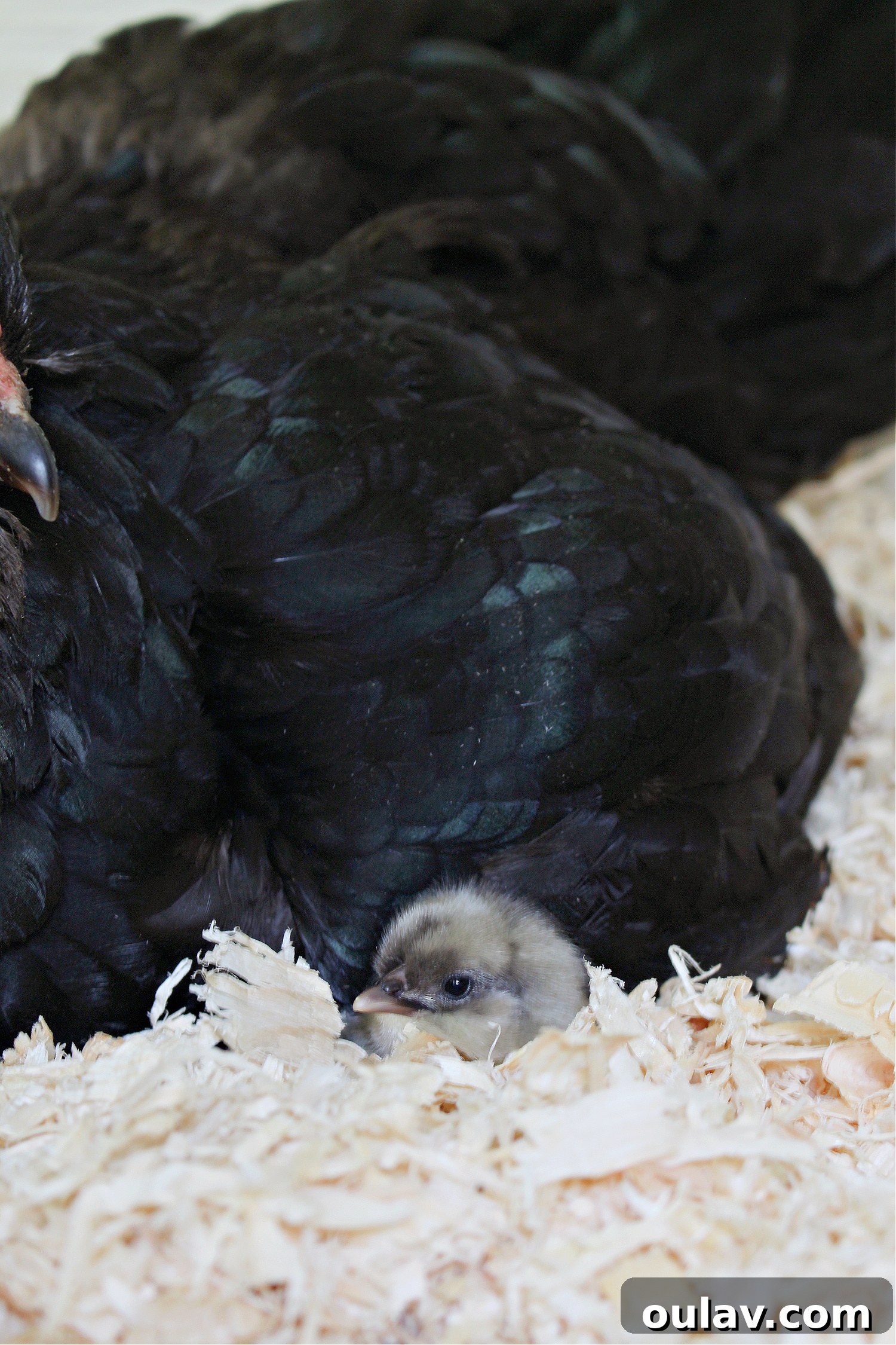 Life Under Her Wings: A Broody Hen's Hatch 13 Chicken Under Mama's Wing
