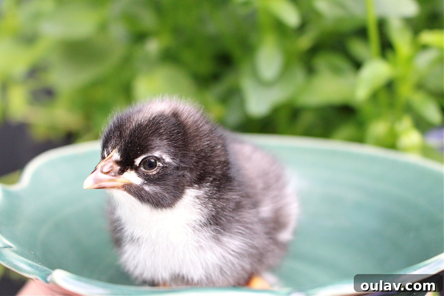 Life Under Her Wings: A Broody Hen's Hatch 14 Spring Chicks
