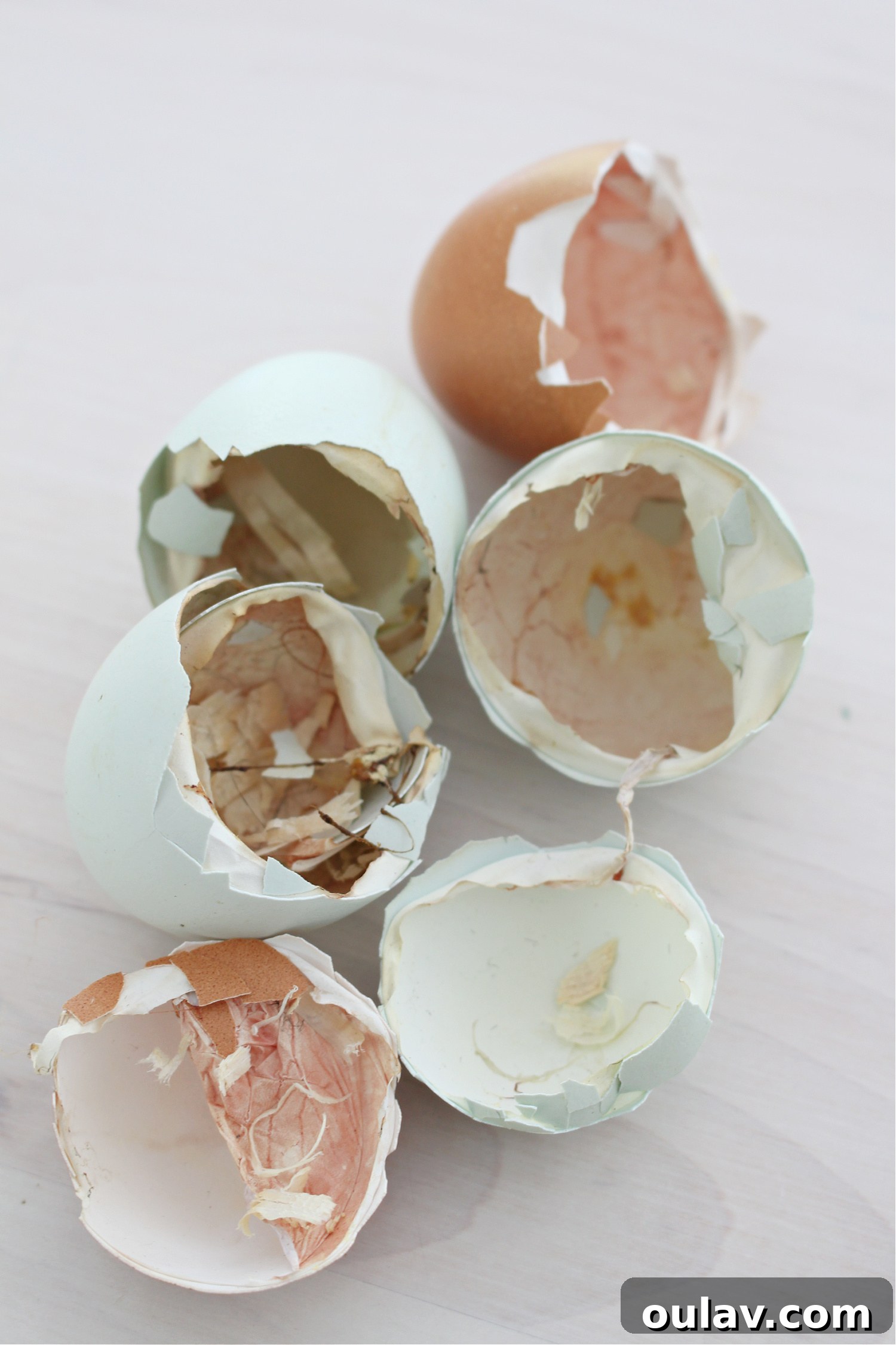 Life Under Her Wings: A Broody Hen's Hatch 15 Empty Shells from Hatched Chicks
