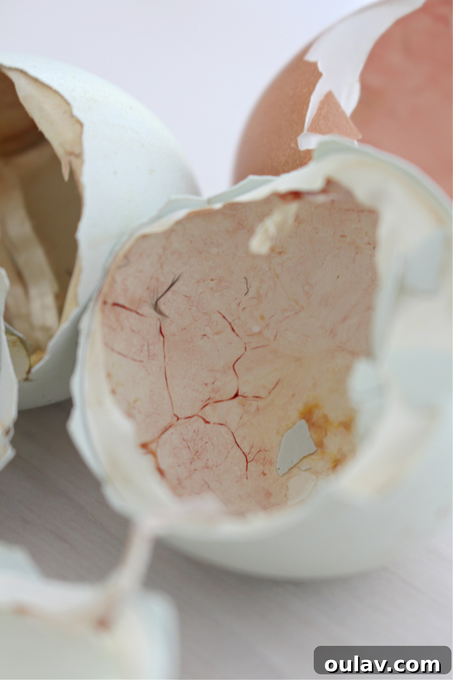 Life Under Her Wings: A Broody Hen's Hatch 16 Empty Shells from Hatched Chicks