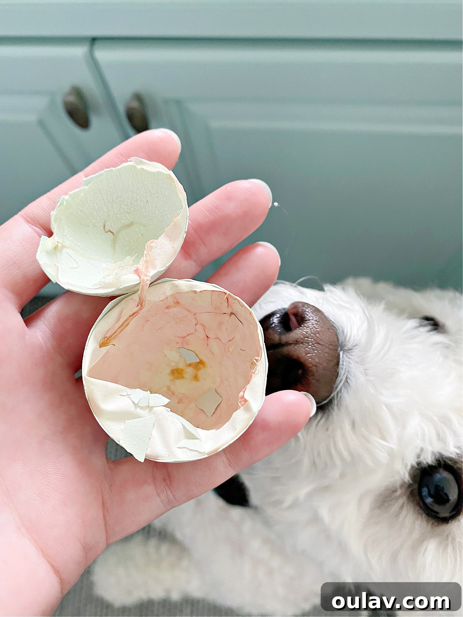 Life Under Her Wings: A Broody Hen's Hatch 17 Empty Shells from Hatched Chicks