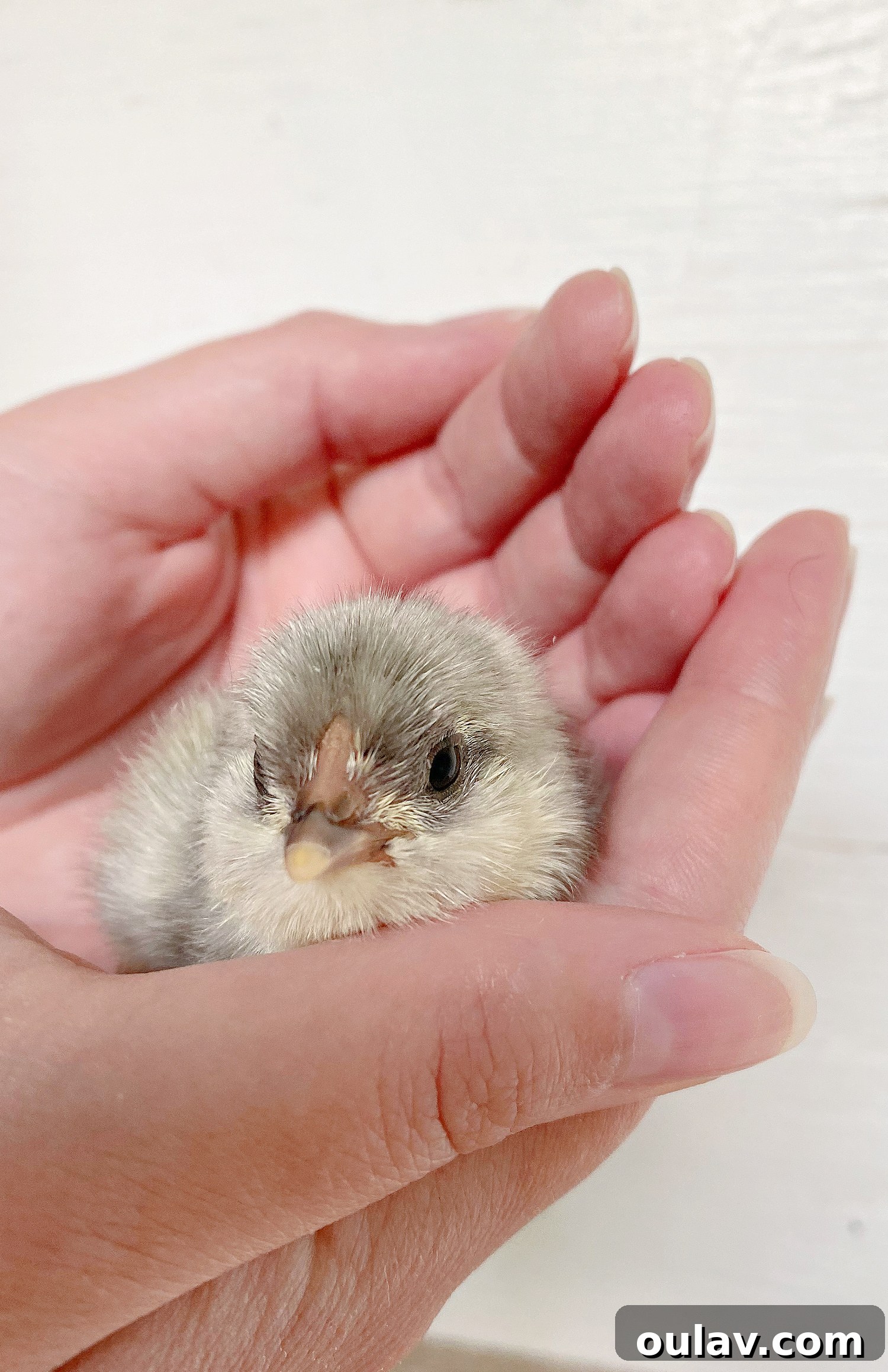 Life Under Her Wings: A Broody Hen's Hatch 18 Newly Hatched Chick
