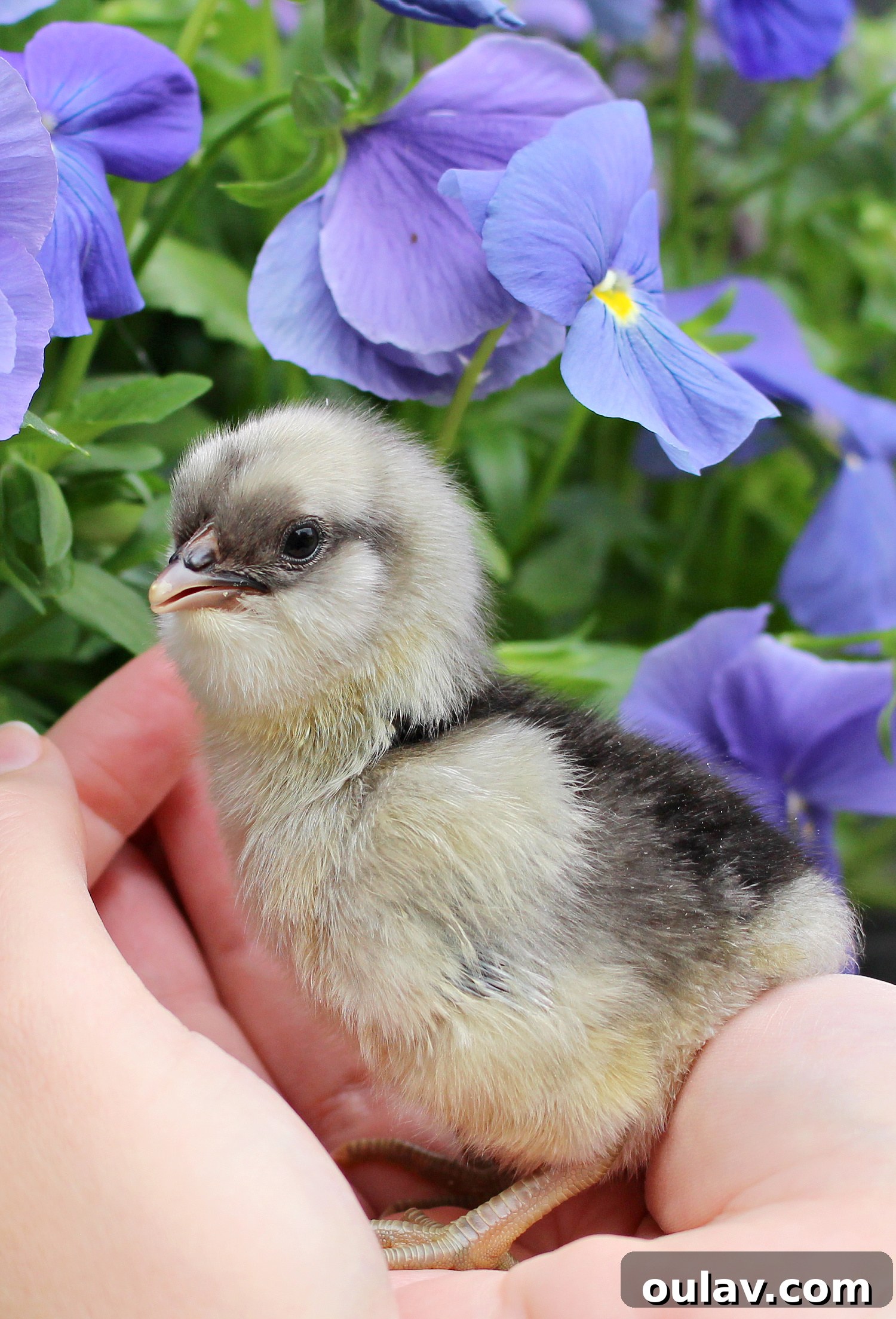 Life Under Her Wings: A Broody Hen's Hatch 19 Baby Chick Photos