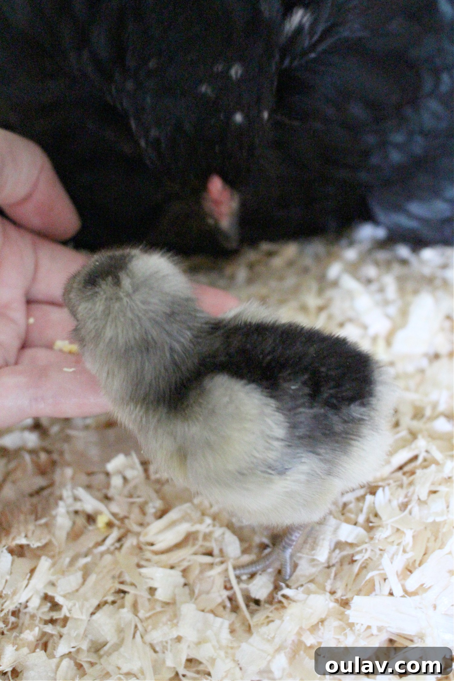 Life Under Her Wings: A Broody Hen's Hatch 20 Chicks Hatched Under Broody Chicken