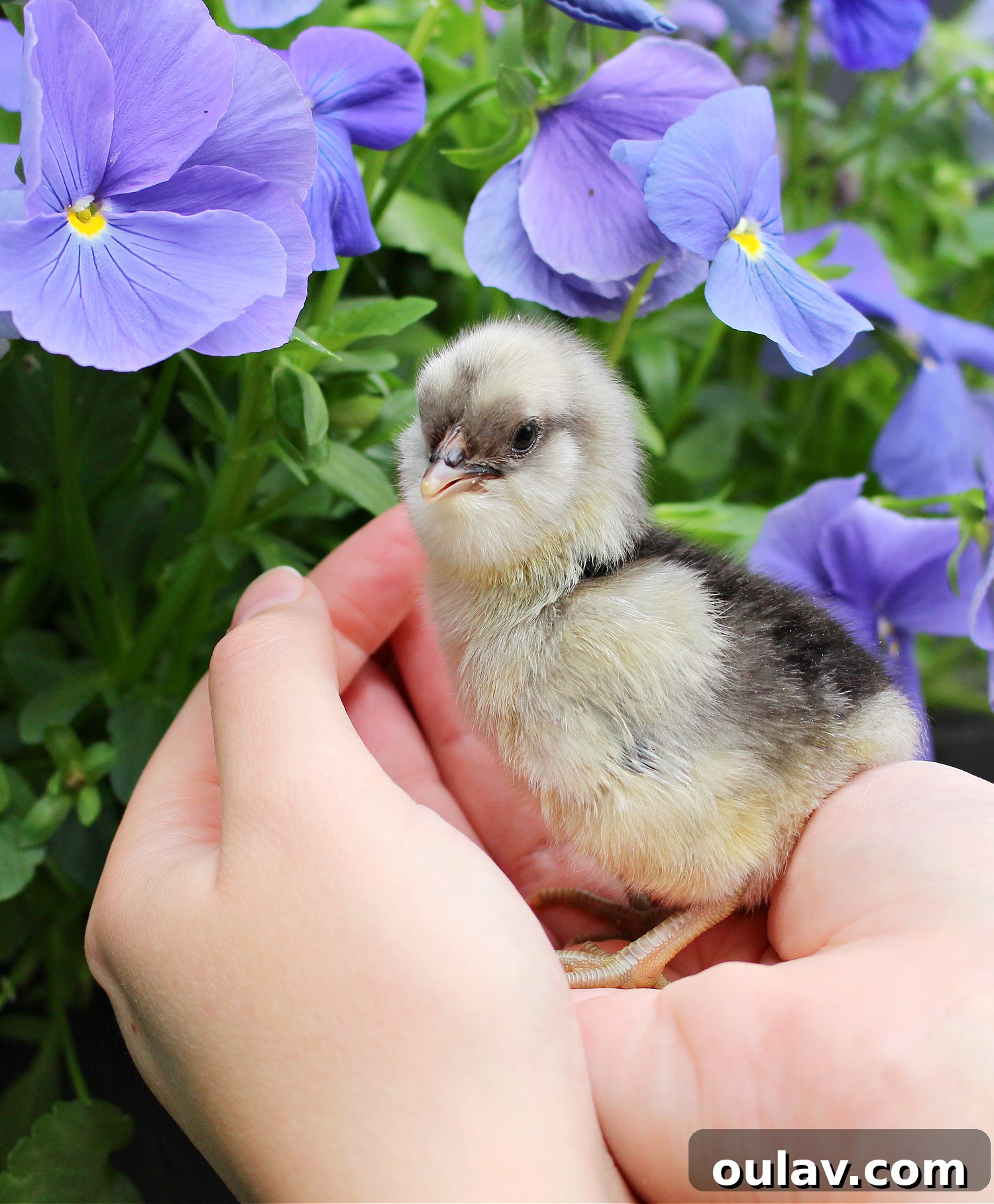 Life Under Her Wings: A Broody Hen's Hatch 3 Day Old Chicks