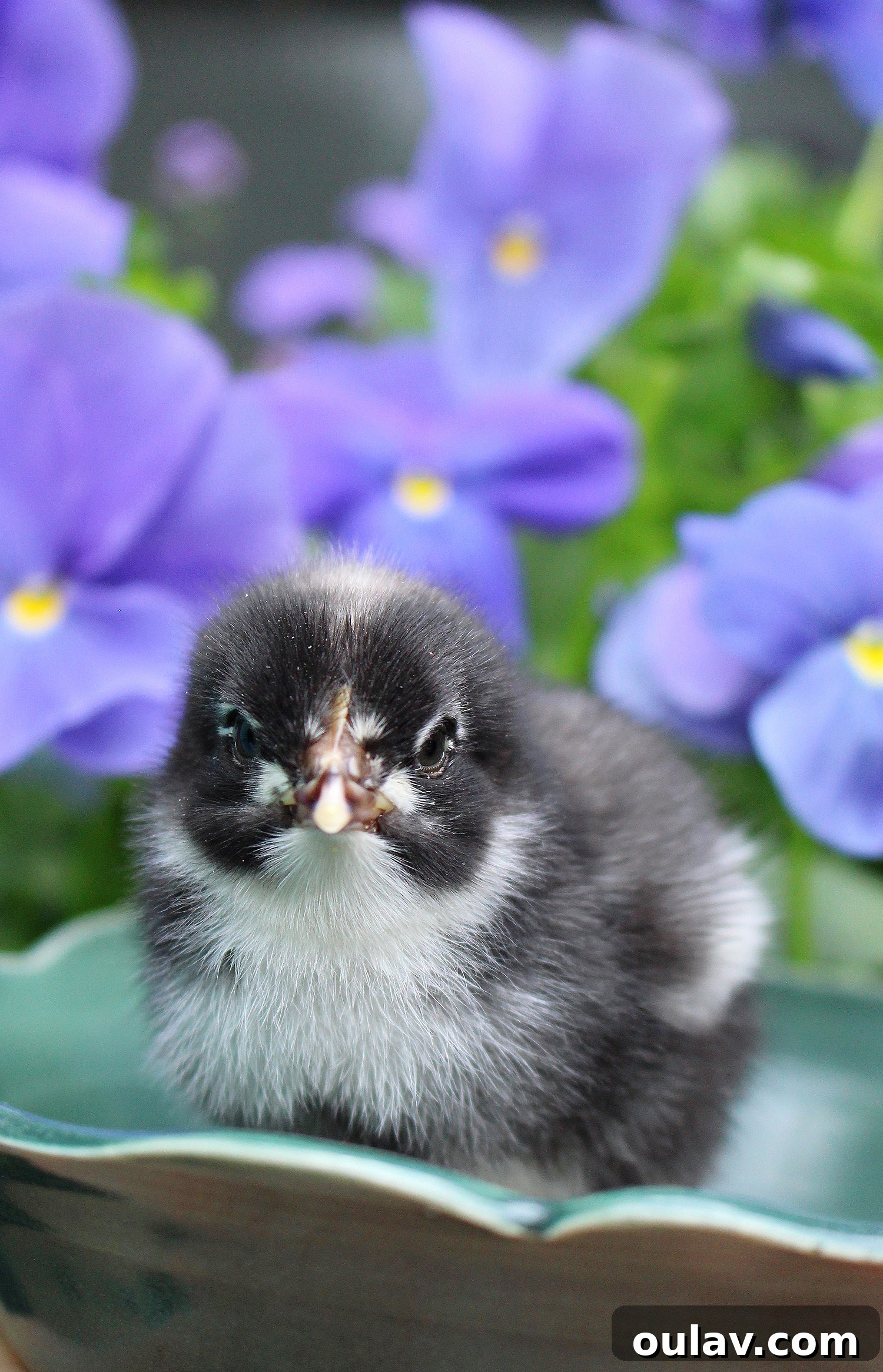 Life Under Her Wings: A Broody Hen's Hatch 21 Chicks Hatched Under Broody Chicken