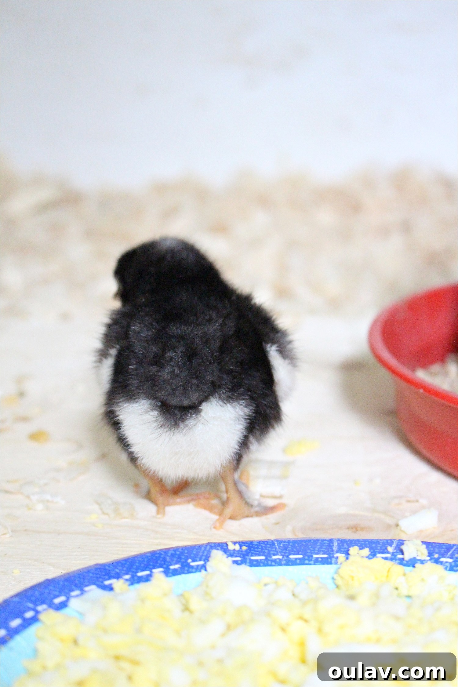 Life Under Her Wings: A Broody Hen's Hatch 22 Chicks Hatched Under Broody Chicken