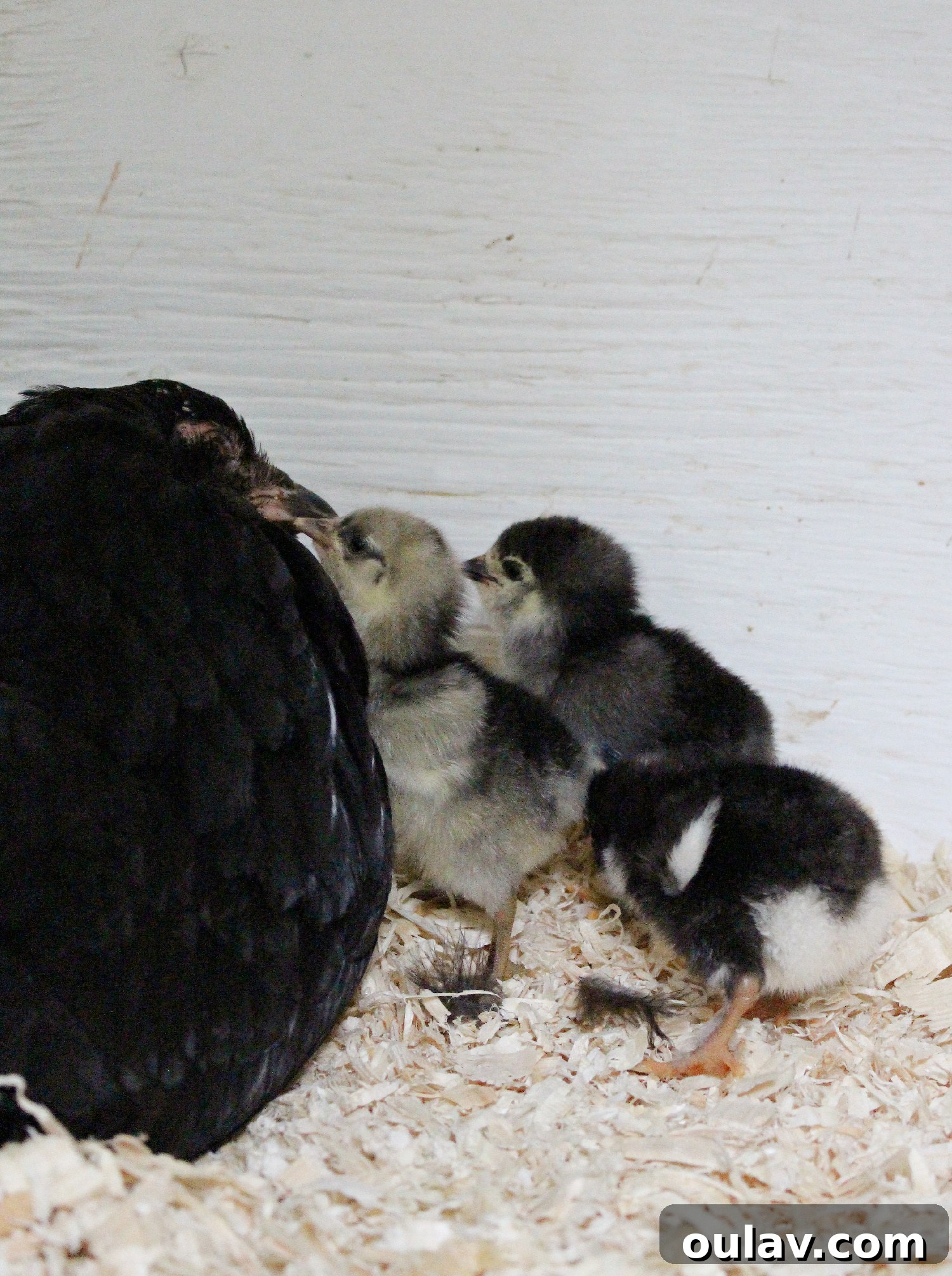 Life Under Her Wings: A Broody Hen's Hatch 23 Chicks Hatched Under Broody Chicken