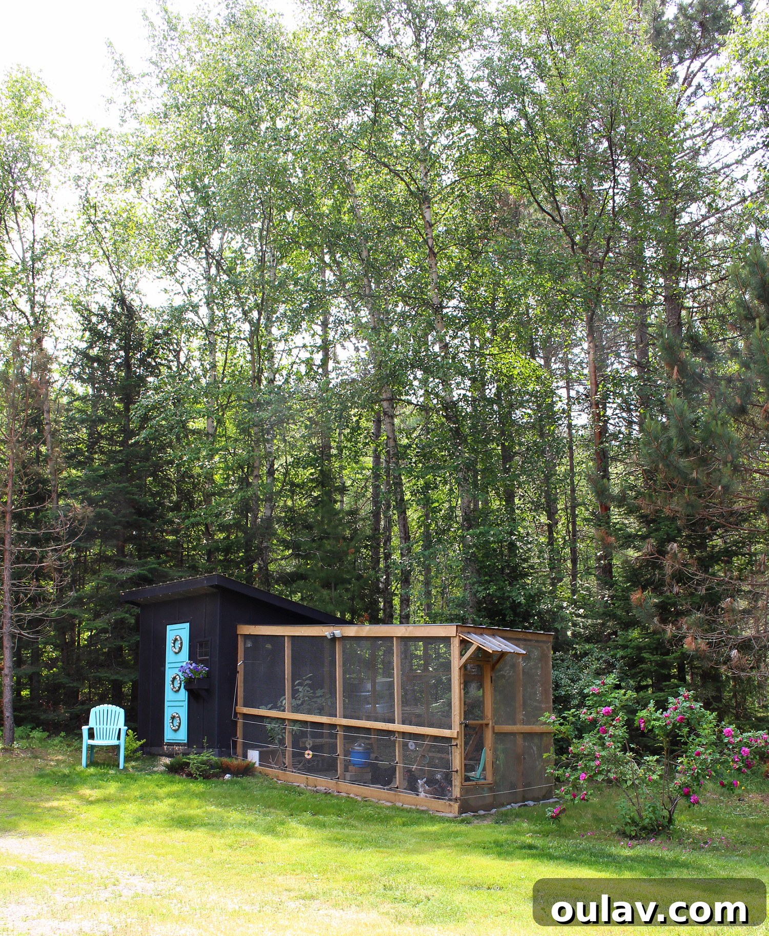 Life Under Her Wings: A Broody Hen's Hatch 25 Modern Chicken coop