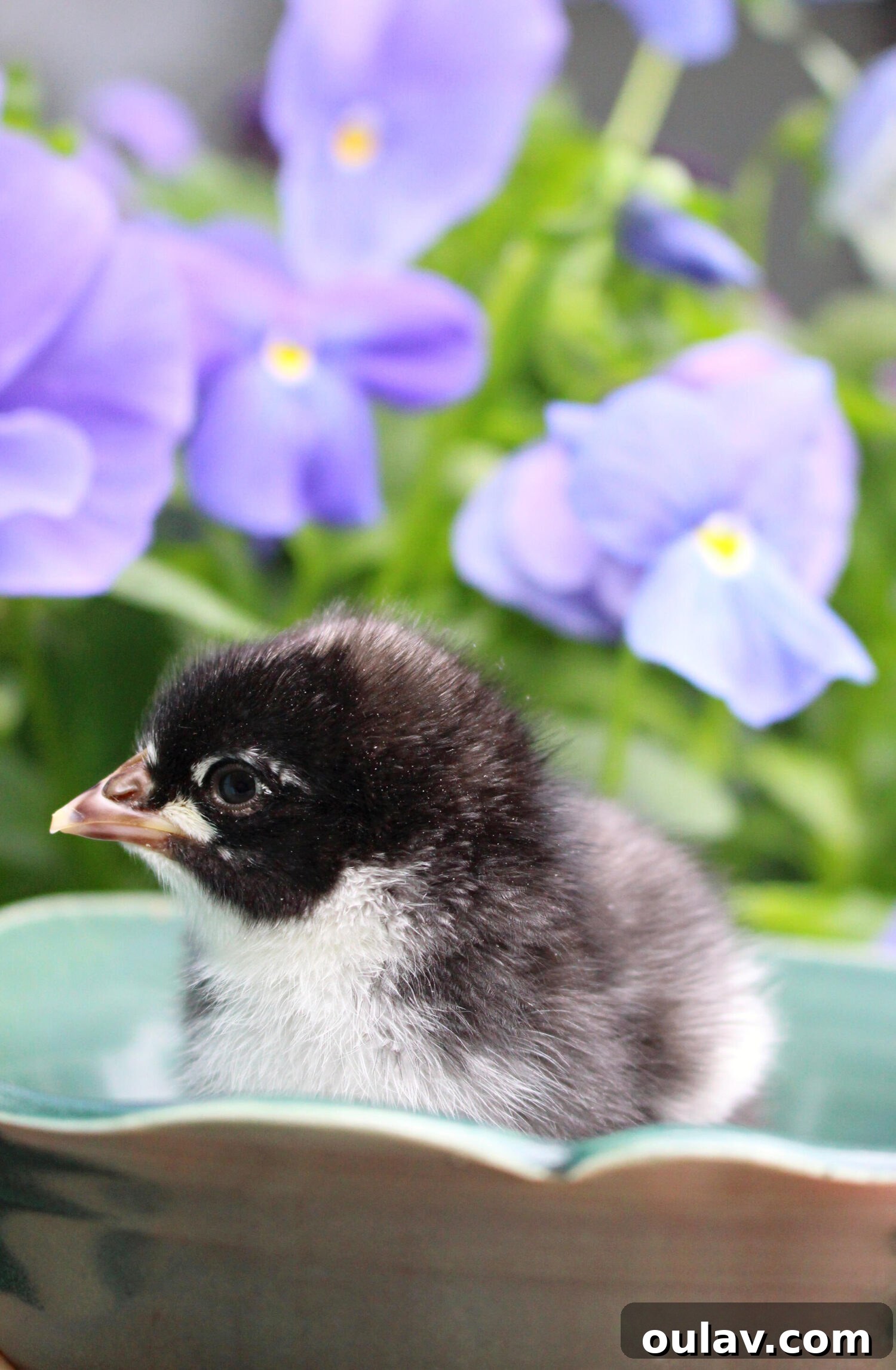 Life Under Her Wings: A Broody Hen's Hatch 26 Chicks Hatched Under Broody Chicken