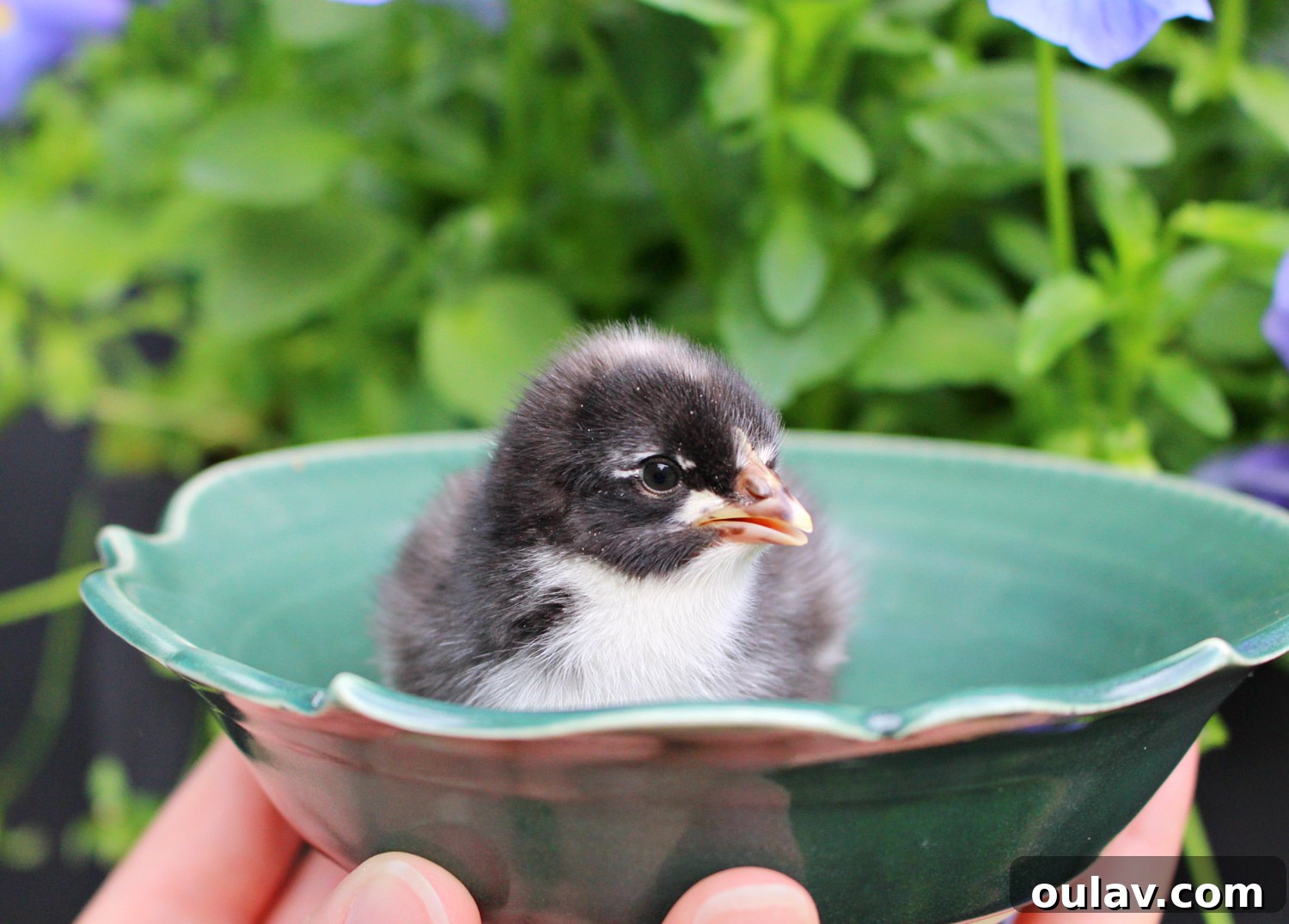 Life Under Her Wings: A Broody Hen's Hatch 27 Chicks Hatched Under Broody Chicken