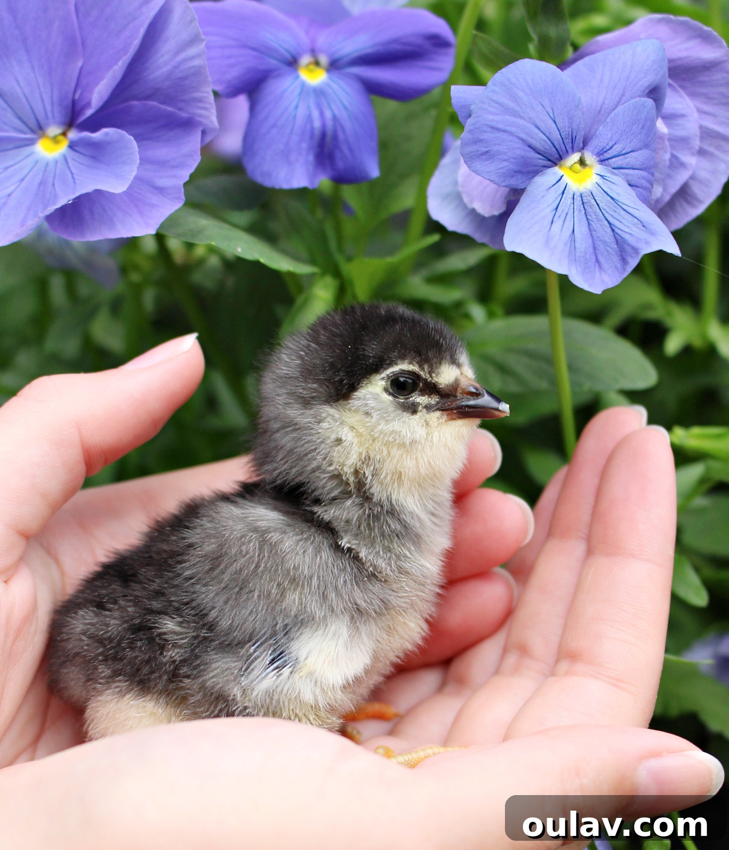 Life Under Her Wings: A Broody Hen's Hatch 28 Chicks Hatched Under Broody Chicken