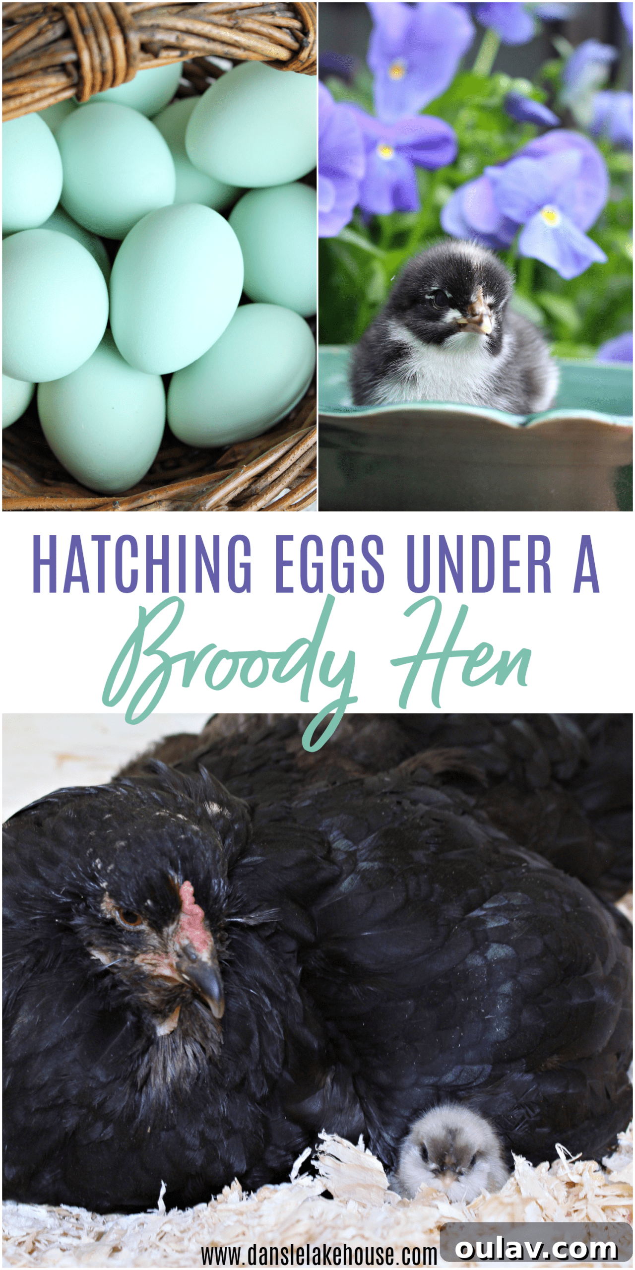 Life Under Her Wings: A Broody Hen's Hatch 29 Hatching Eggs Under a Broody Hen